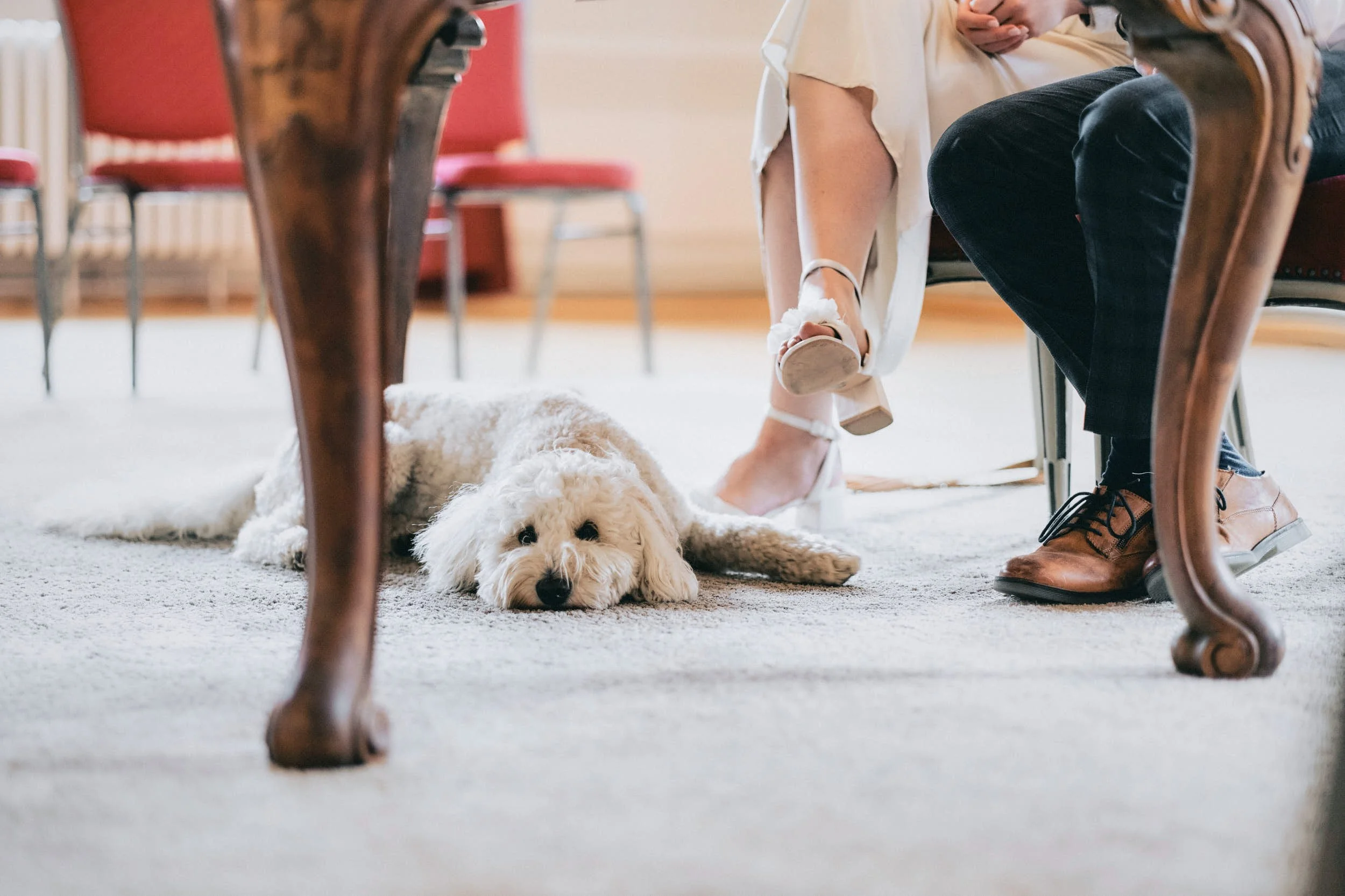 Ein weißer Hund liegt auf dem Boden unter einem Tisch, während die Beine von zwei Menschen, die wahrscheinlich an einem Gespräch beteiligt sind, zu sehen sind.
