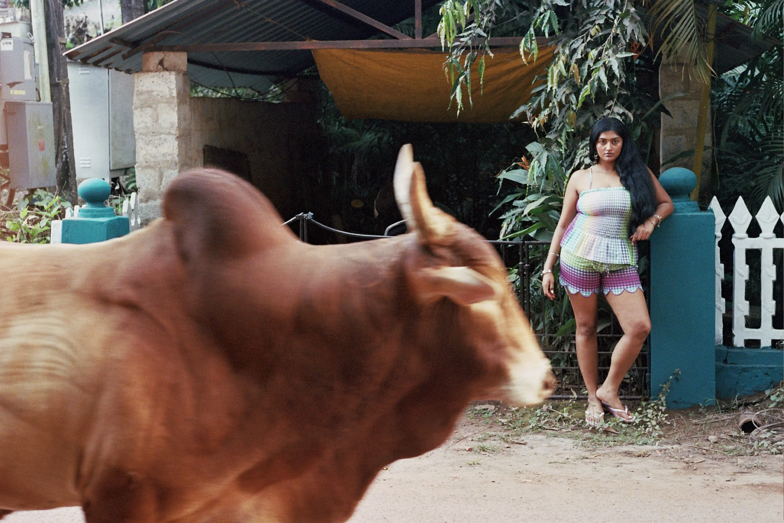 cow on the street copy.jpg