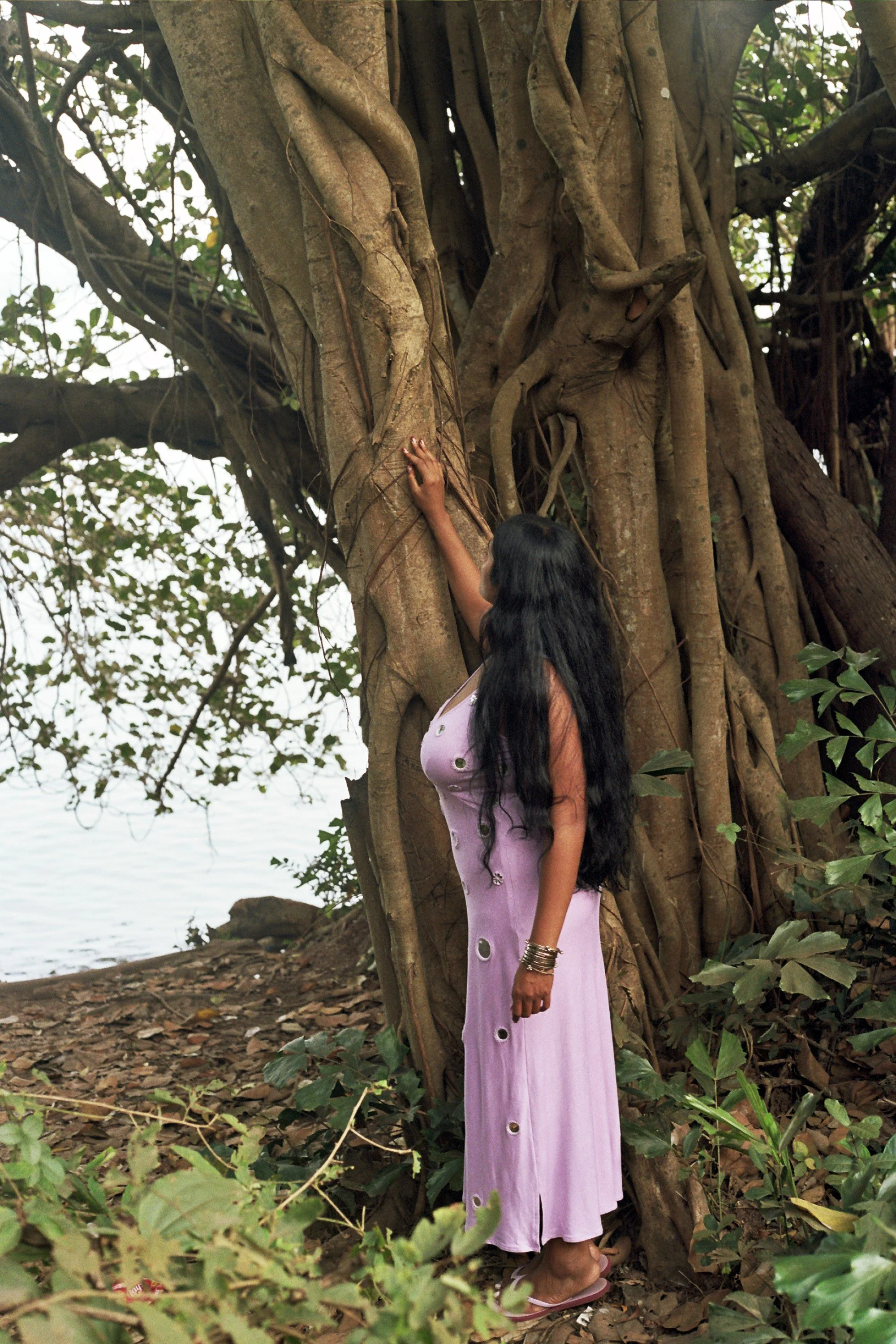mangrove trees copy.jpg