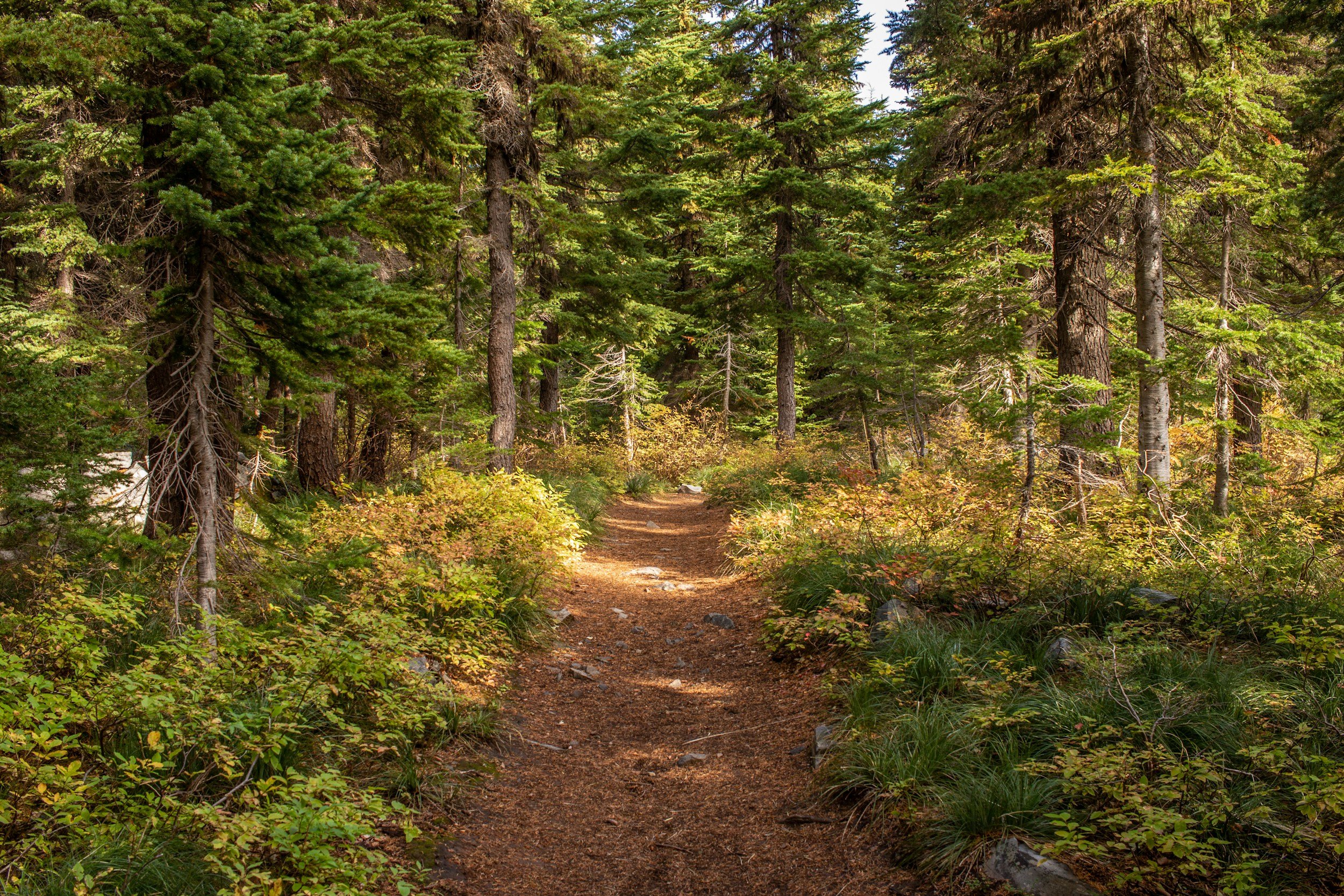 ADHD Therapist in Boise — Virtual Support for Adult Women