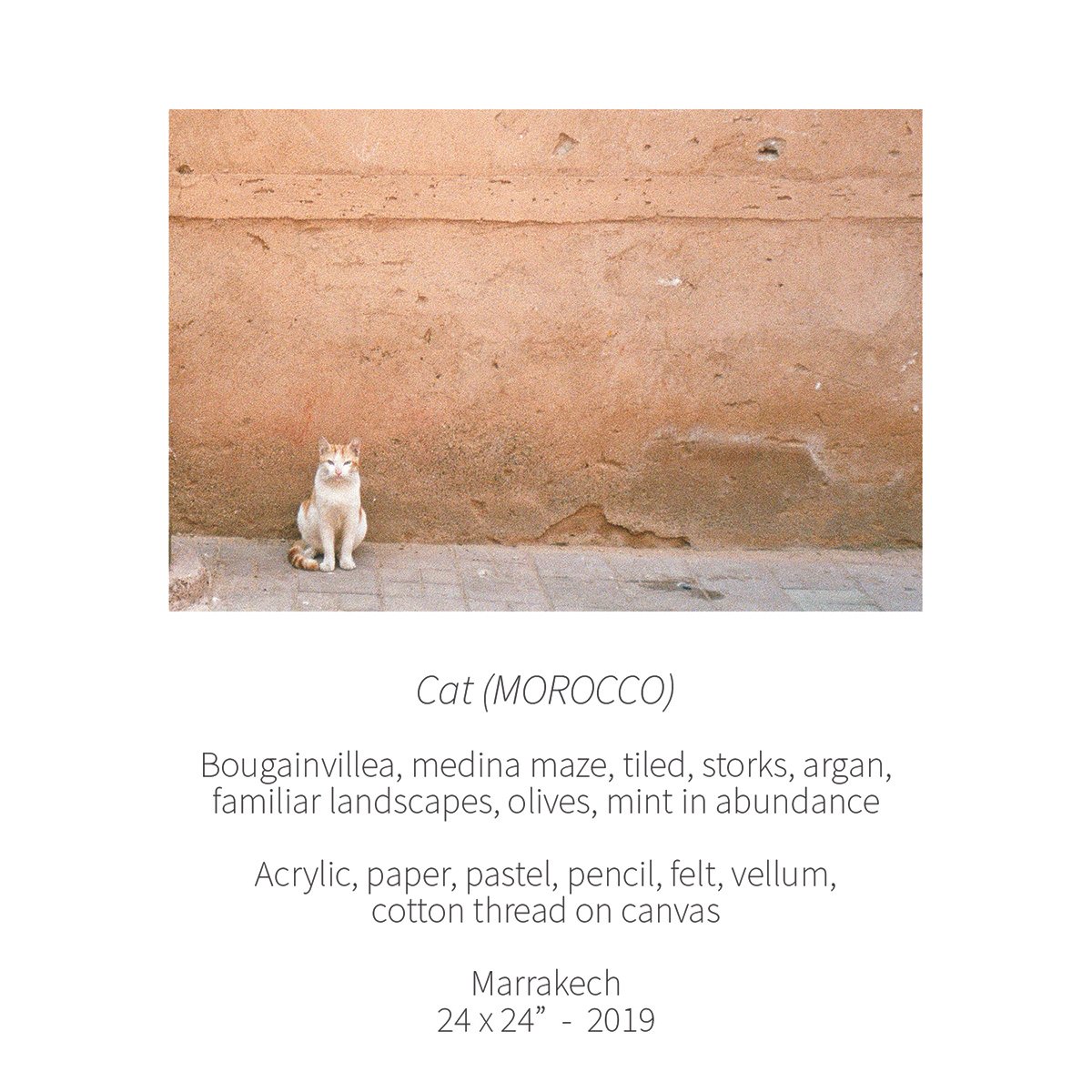 morocco cat marrakech poem