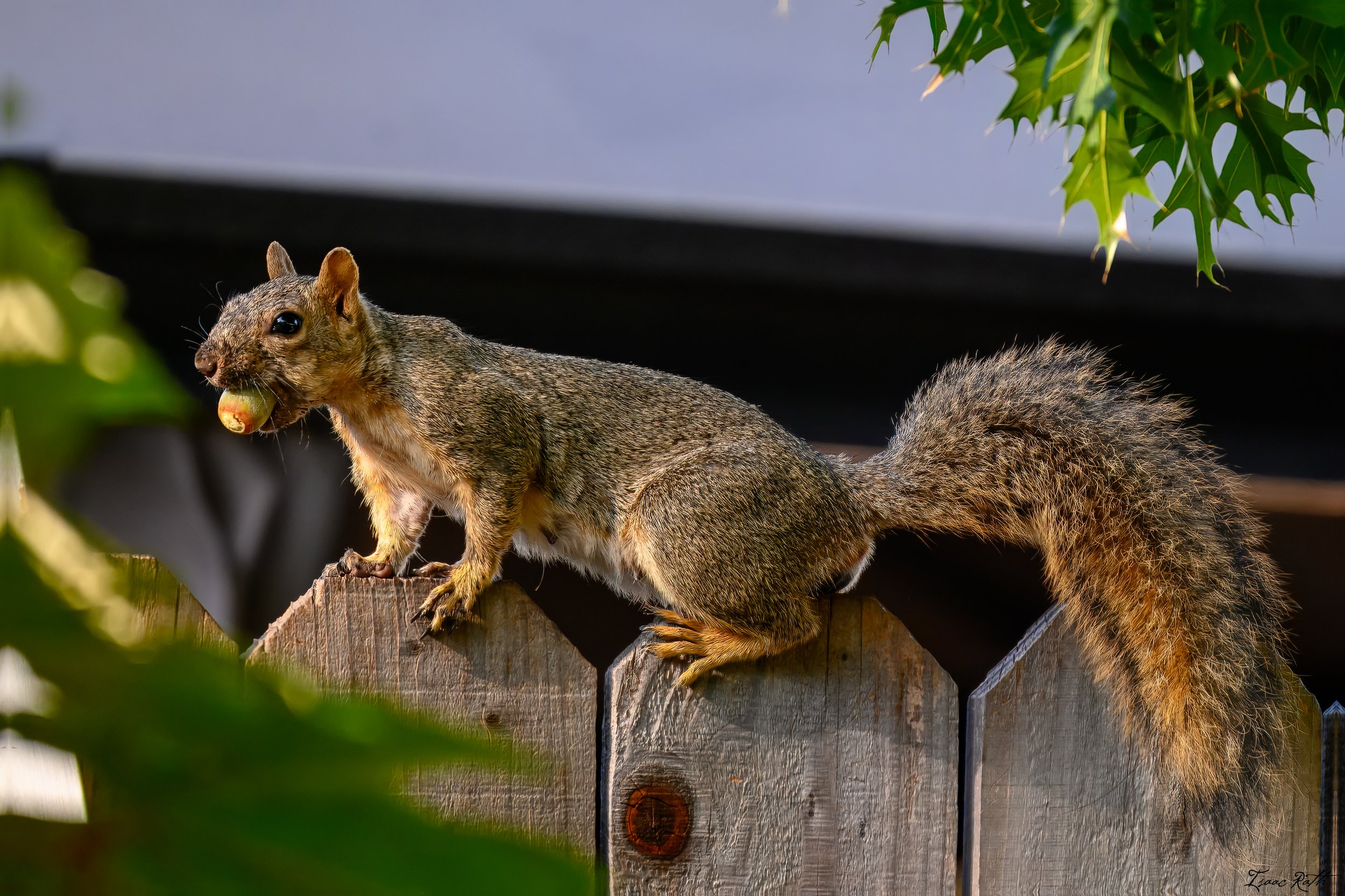 Urban Wildlife