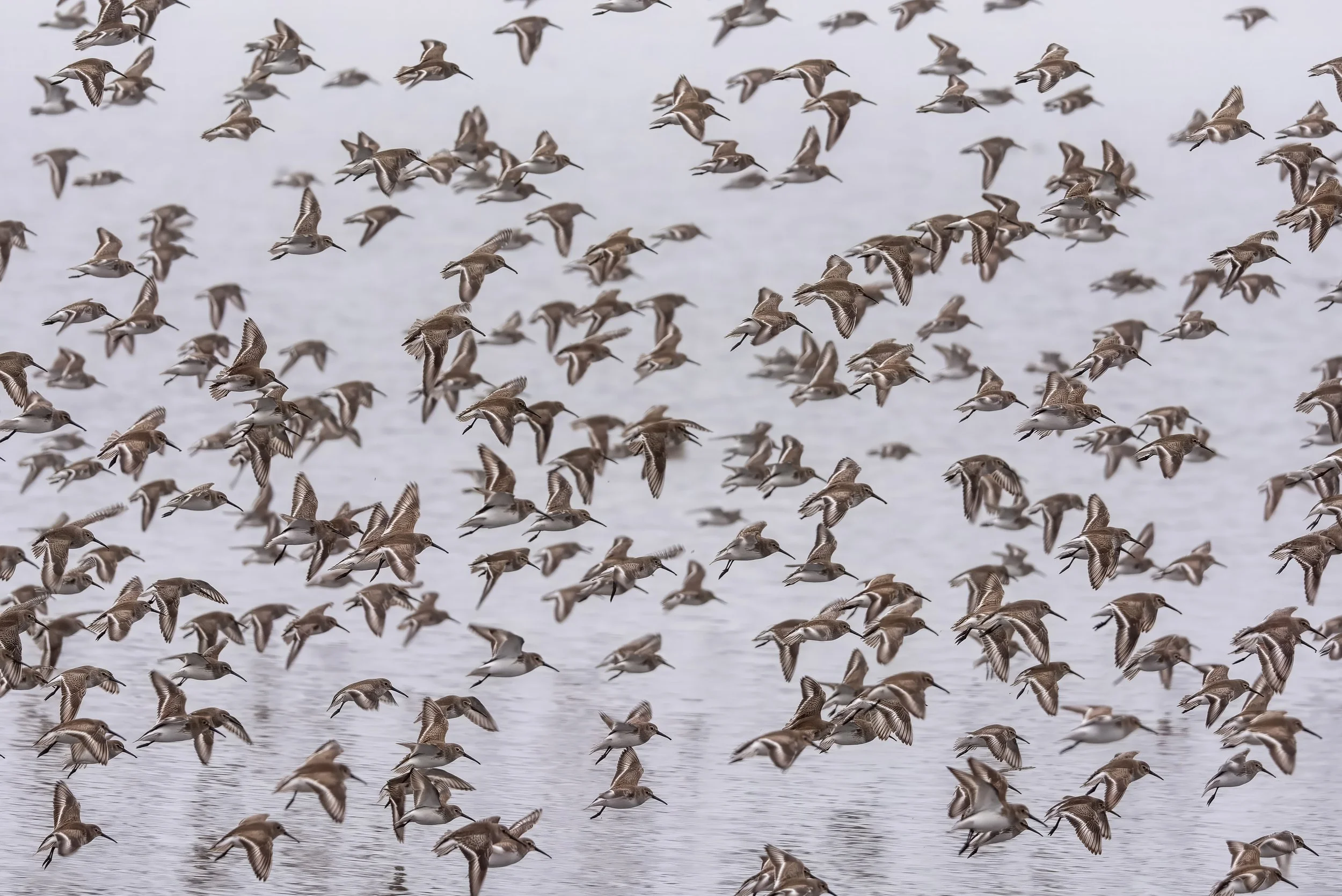 Magic of Migration&nbsp;
