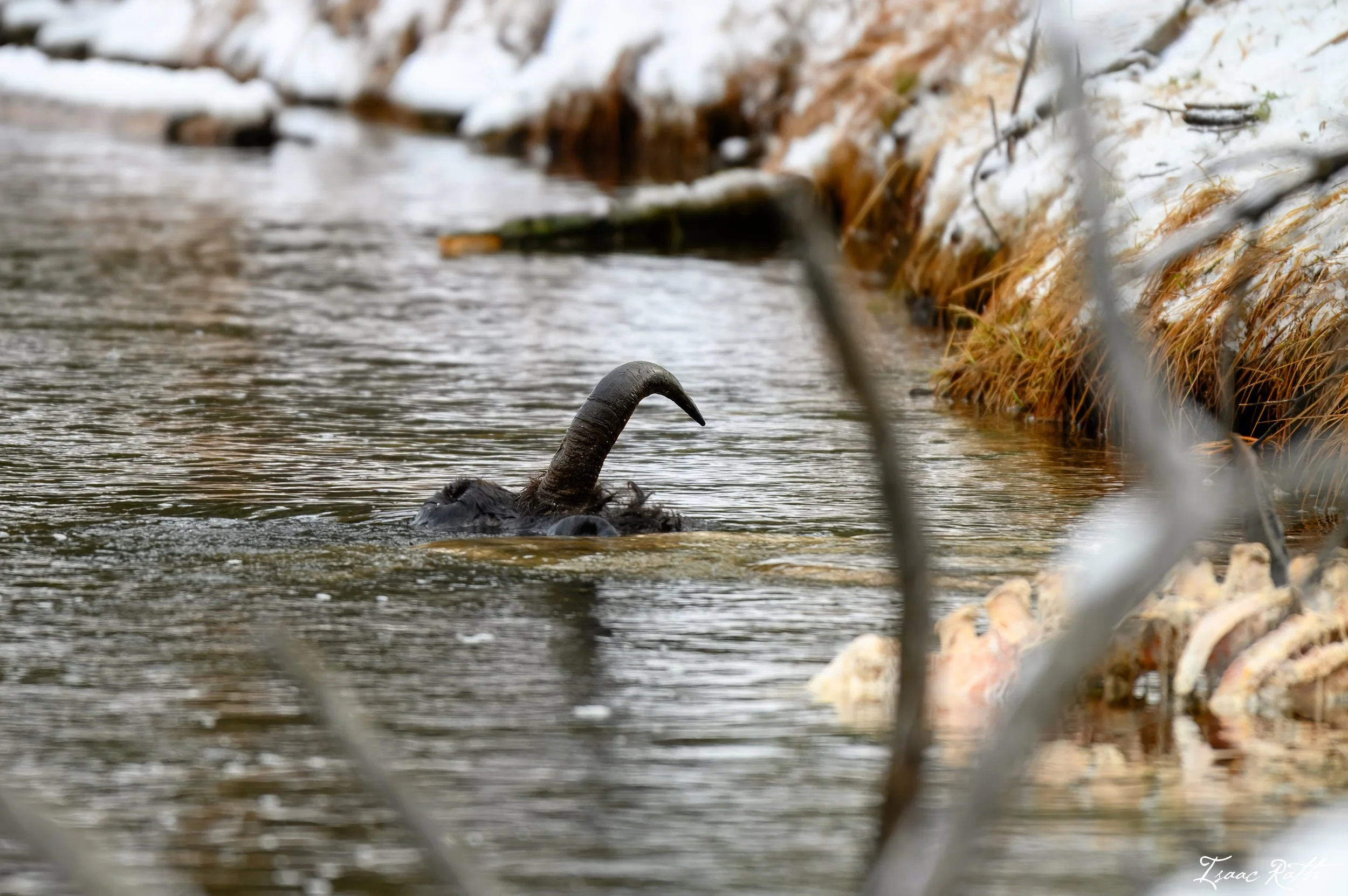 Weekend with the Wapitis, Part 5 - Winter 2026