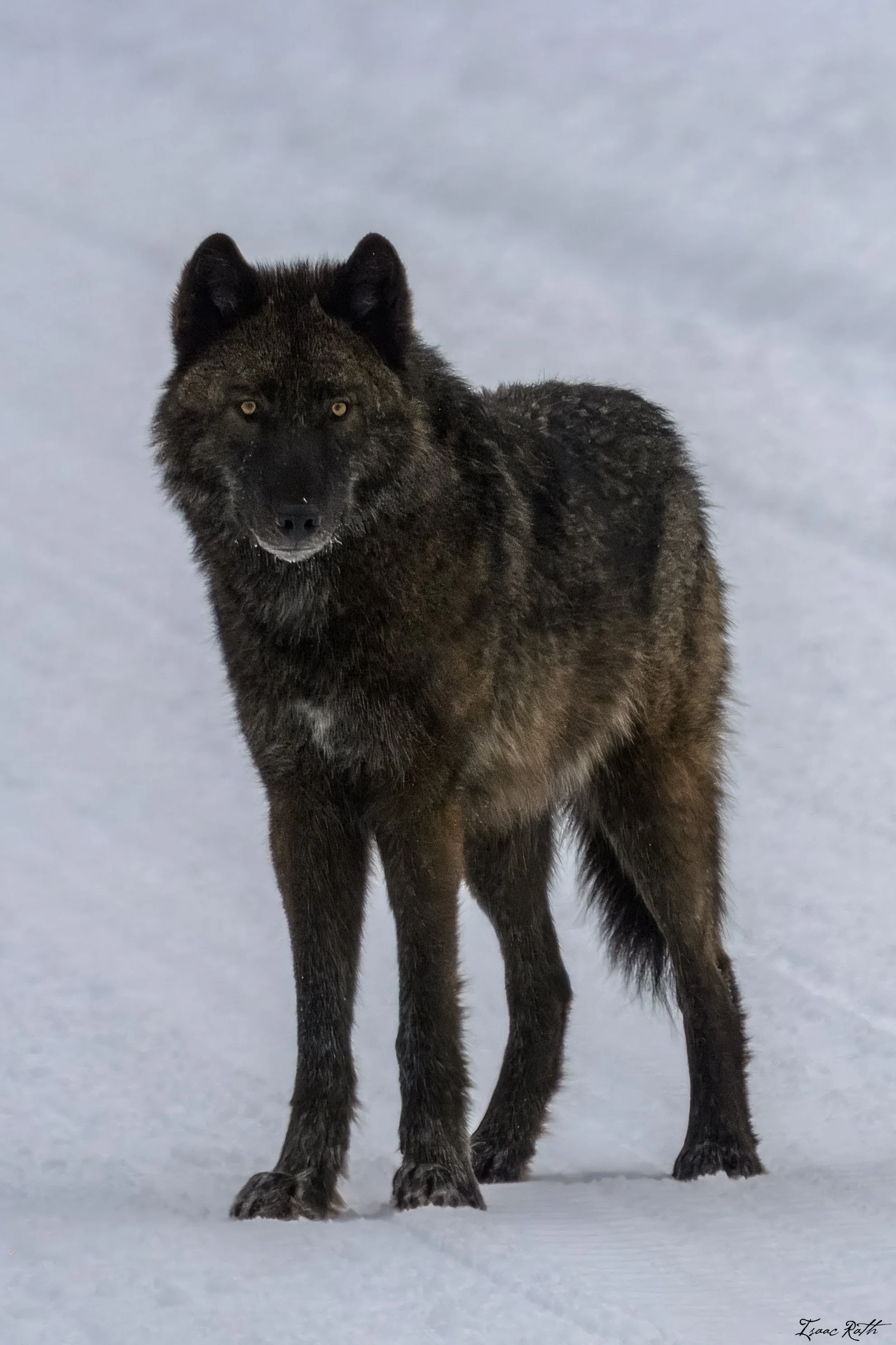 Weekend with the Wapitis, Part 6 - Winter 2026