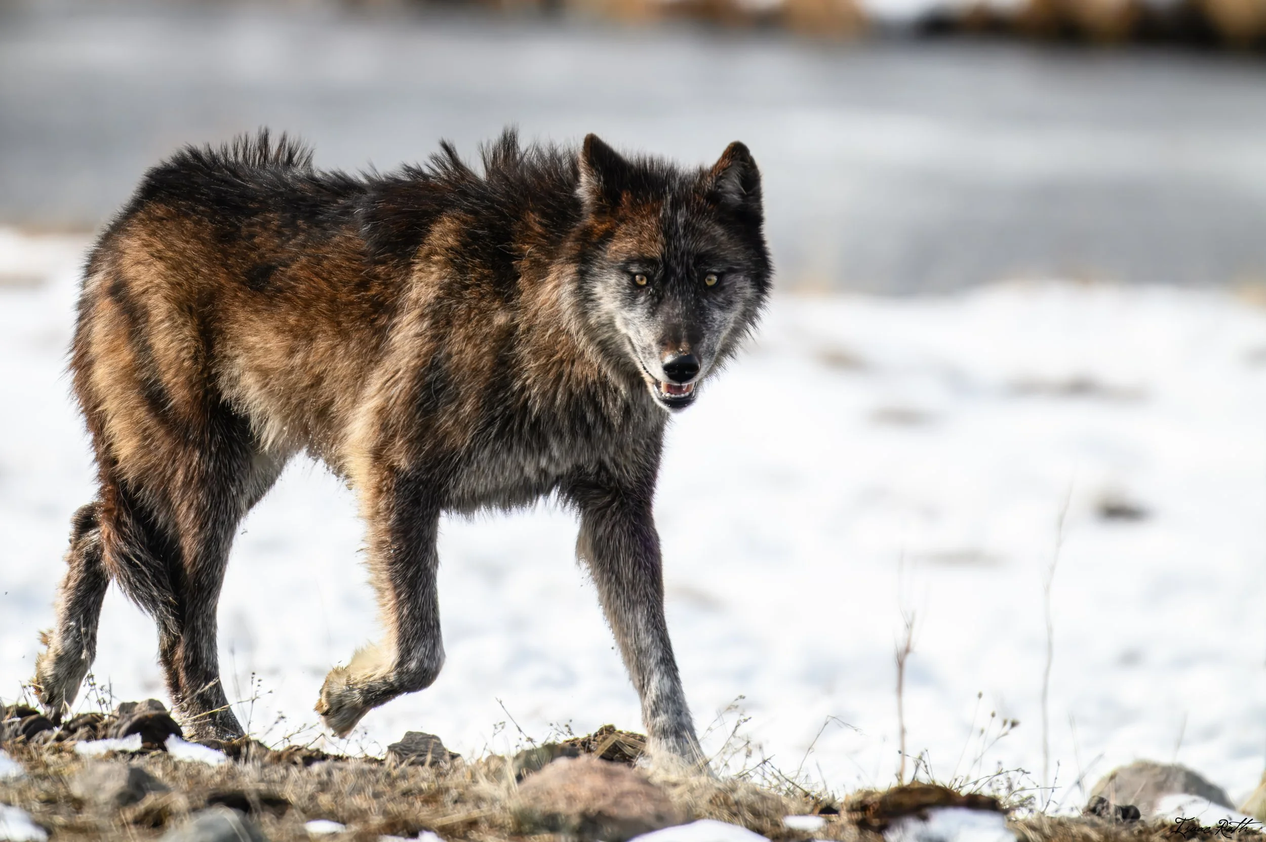 Weekend with the Wapitis, Part 7 - Valentin's day 2026