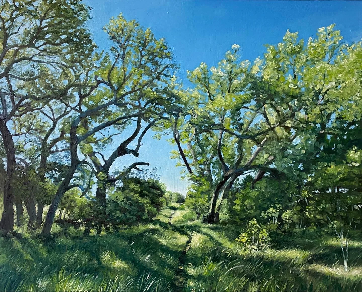 Live Oaks in Spring
24"x30" oil on panel, 2023,

Hill Country State Natural Area, available