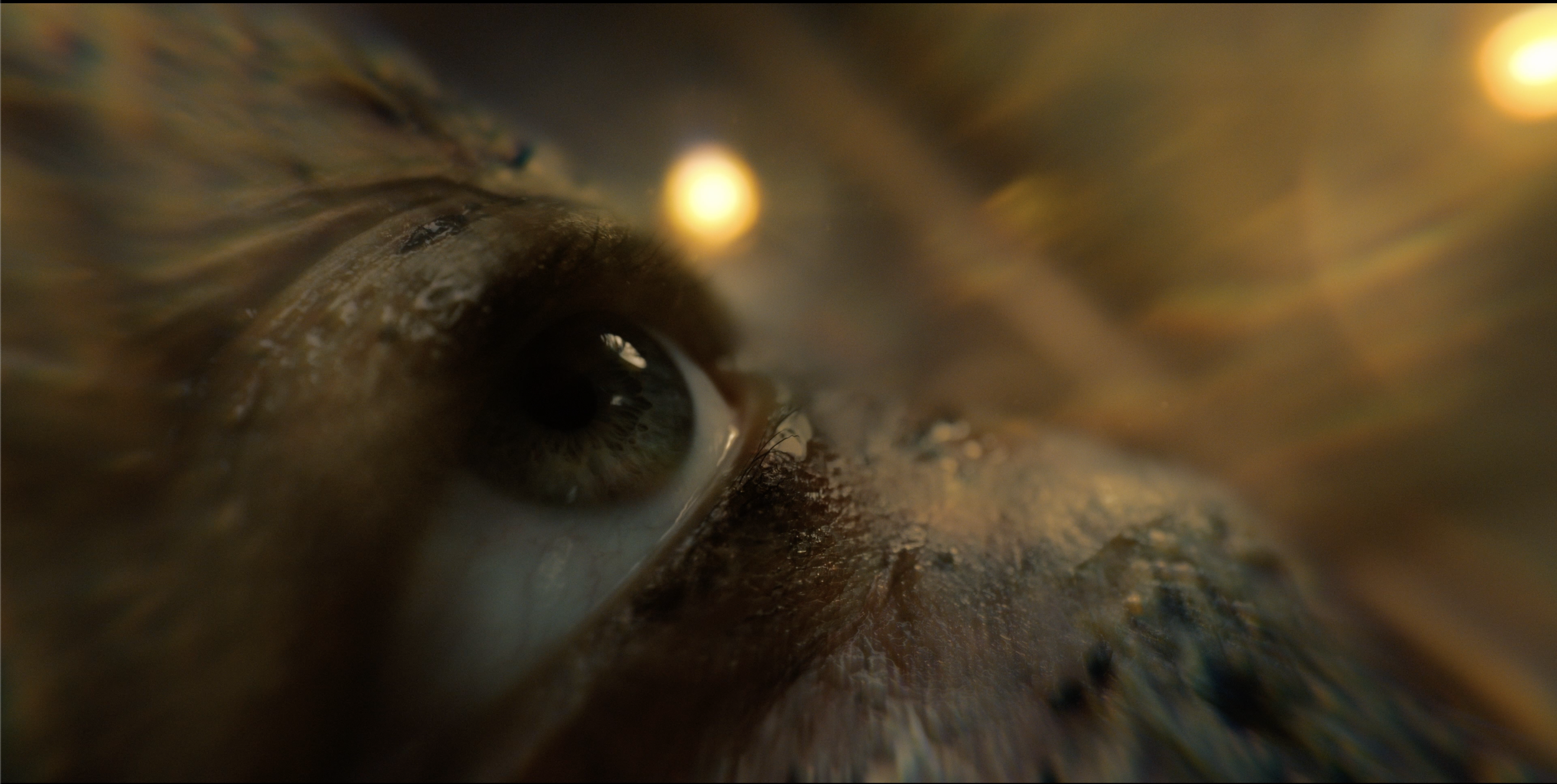1New Skin eye.png
