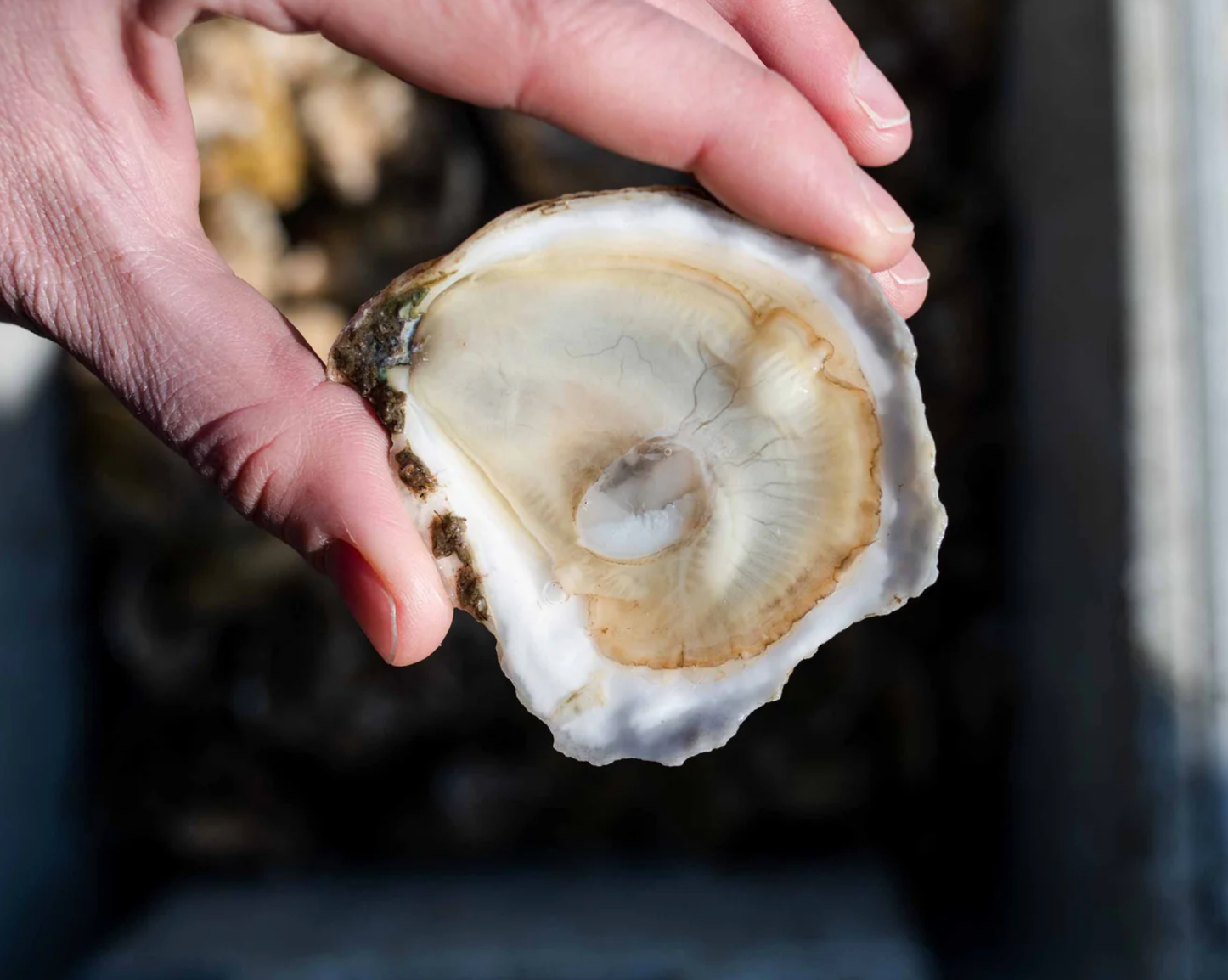 Oyster Info Graphic.png