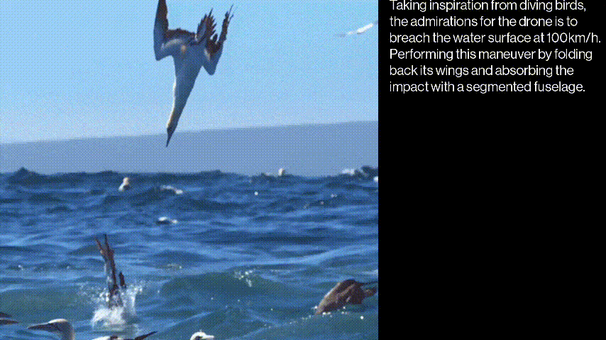 Gannet 16:9 3.GIF