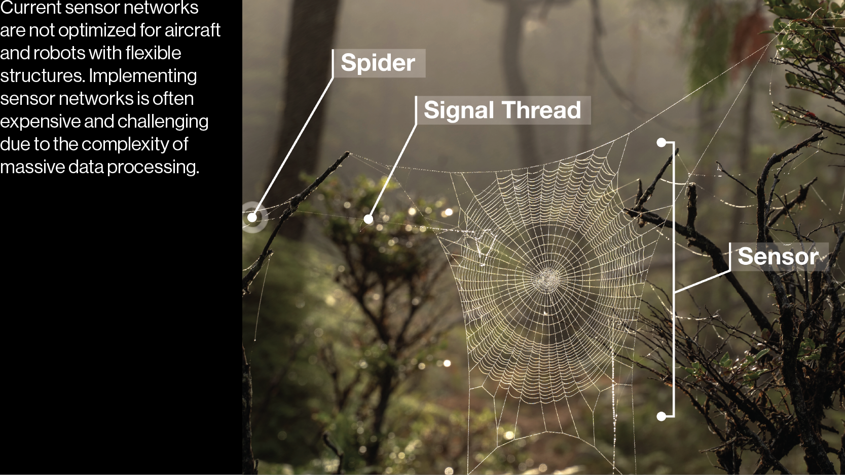 Spider Web 16:9 3.png