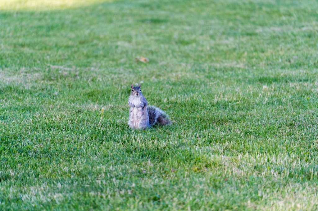 Castle Island - Squirrel