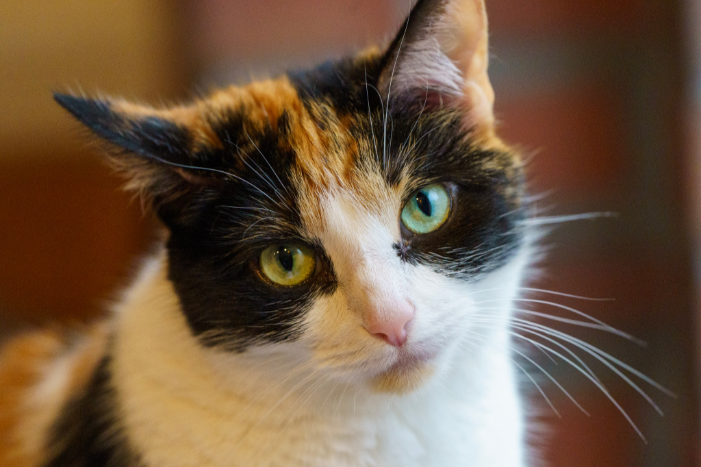 Calico Cat