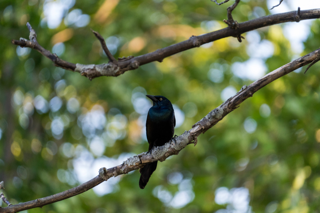 Castle Island - Black Bird