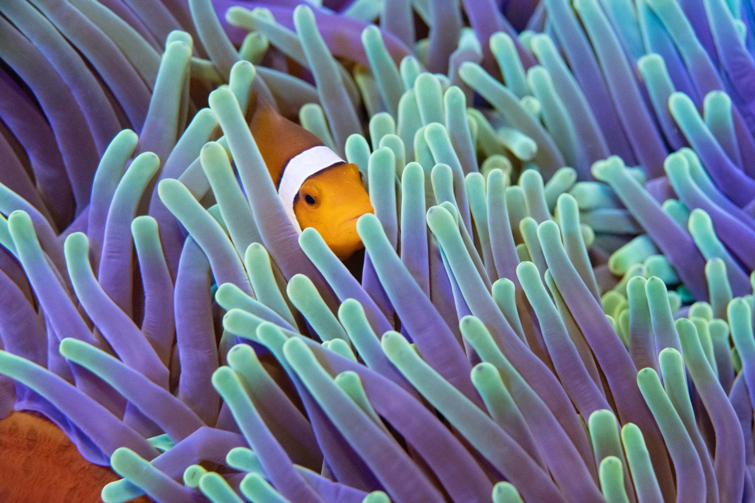 Dive into the mysteries of the ocean