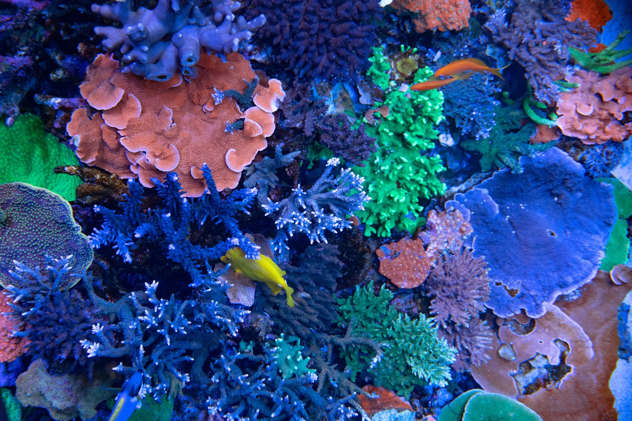 Tiny Animals Called Polyps