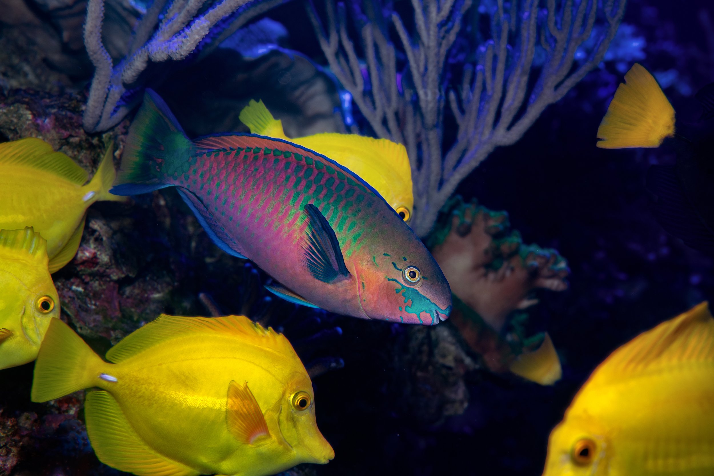 Fin-tastic Underwater Adventure