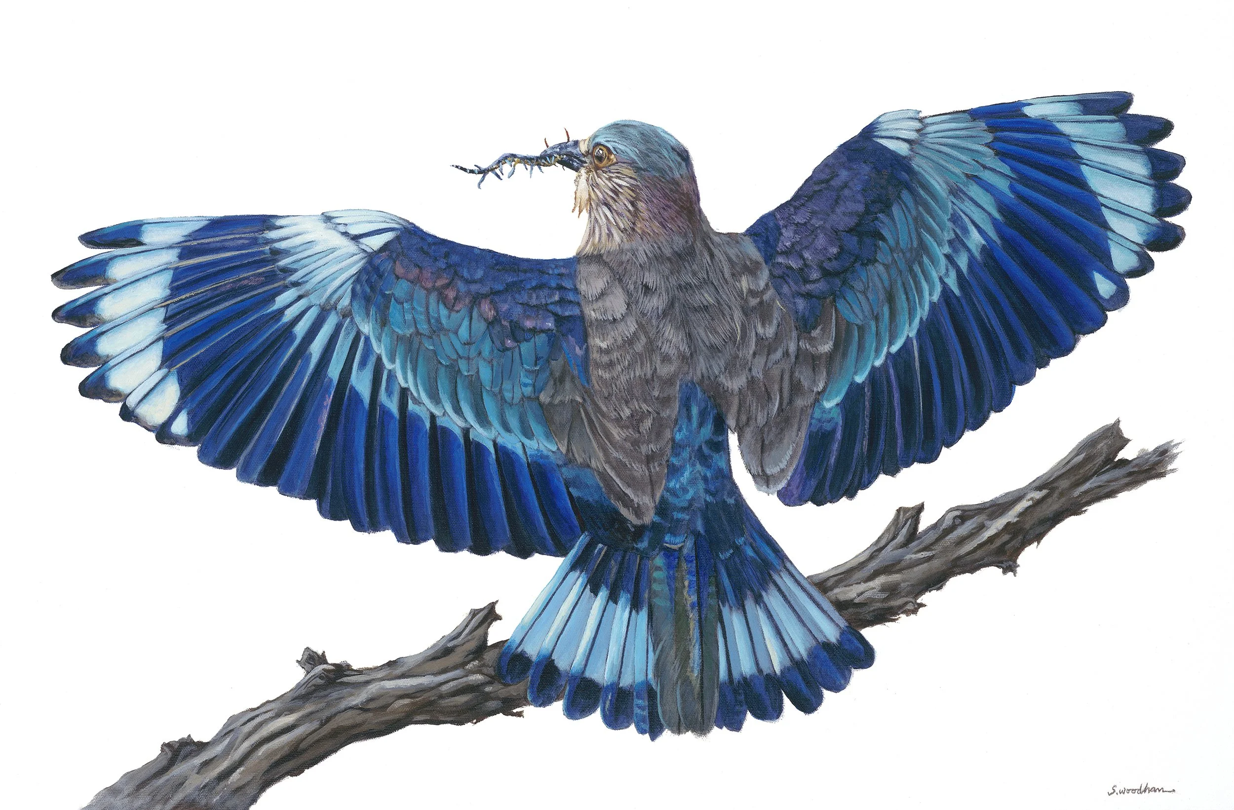 Indian Roller (commission), 20"x30" - SOLD