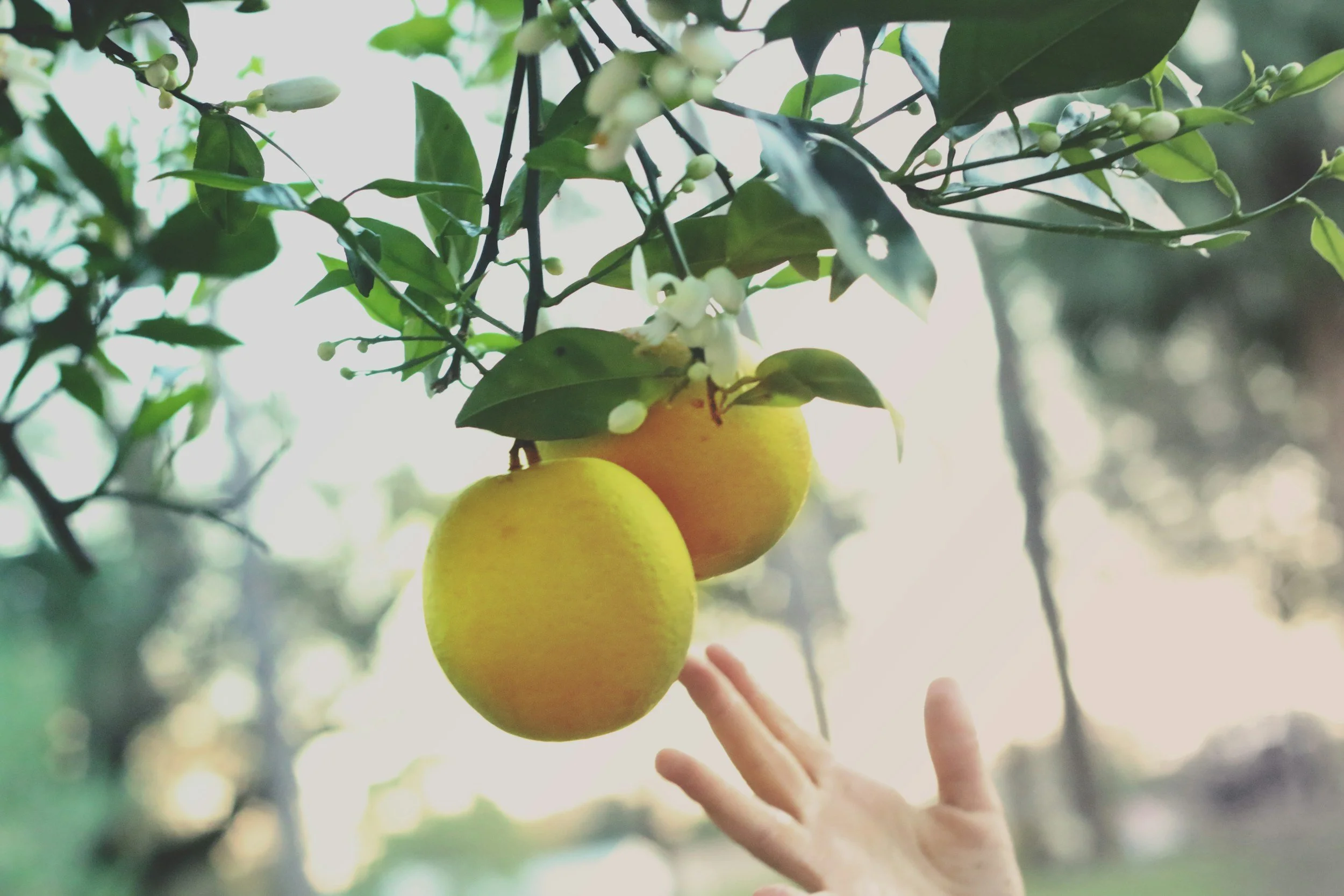 Orange Blossom Summer - Wiebo Grobler