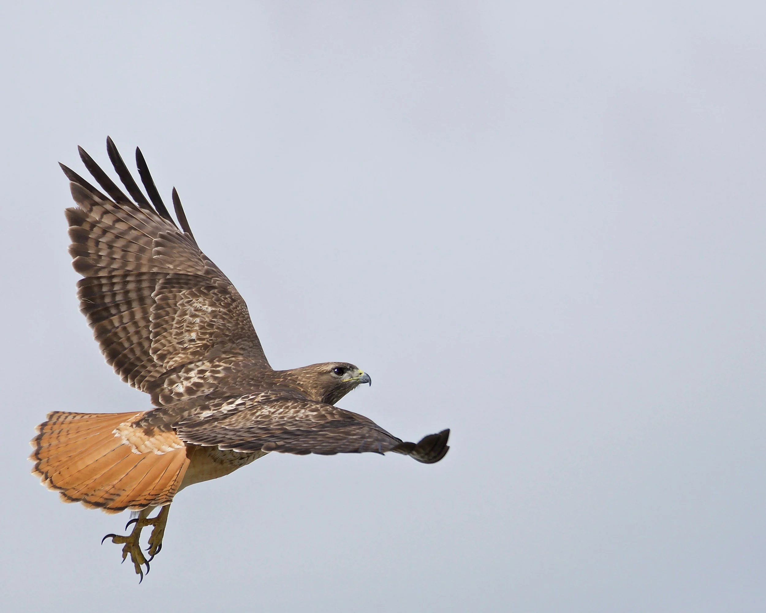 Buteo jamaicensis (Red-tailed Hawk) - J. Isaacs