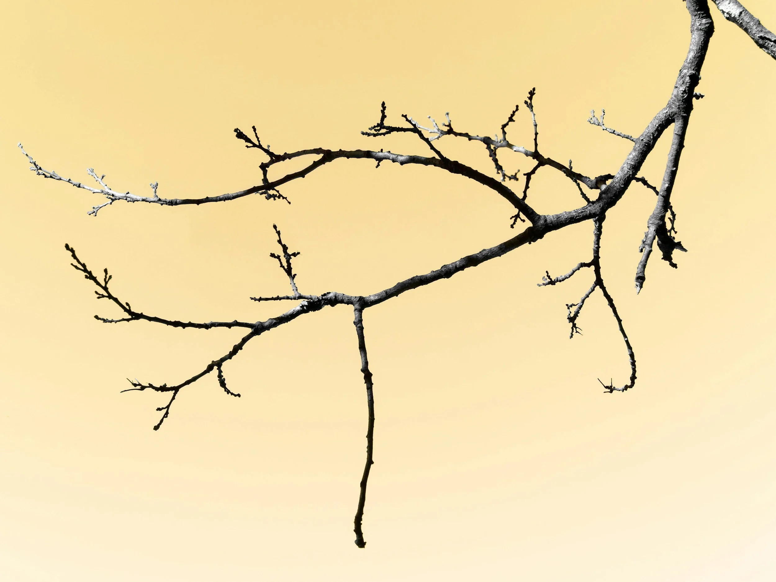 does your muse need to know? - Vicky MacDonald Harris