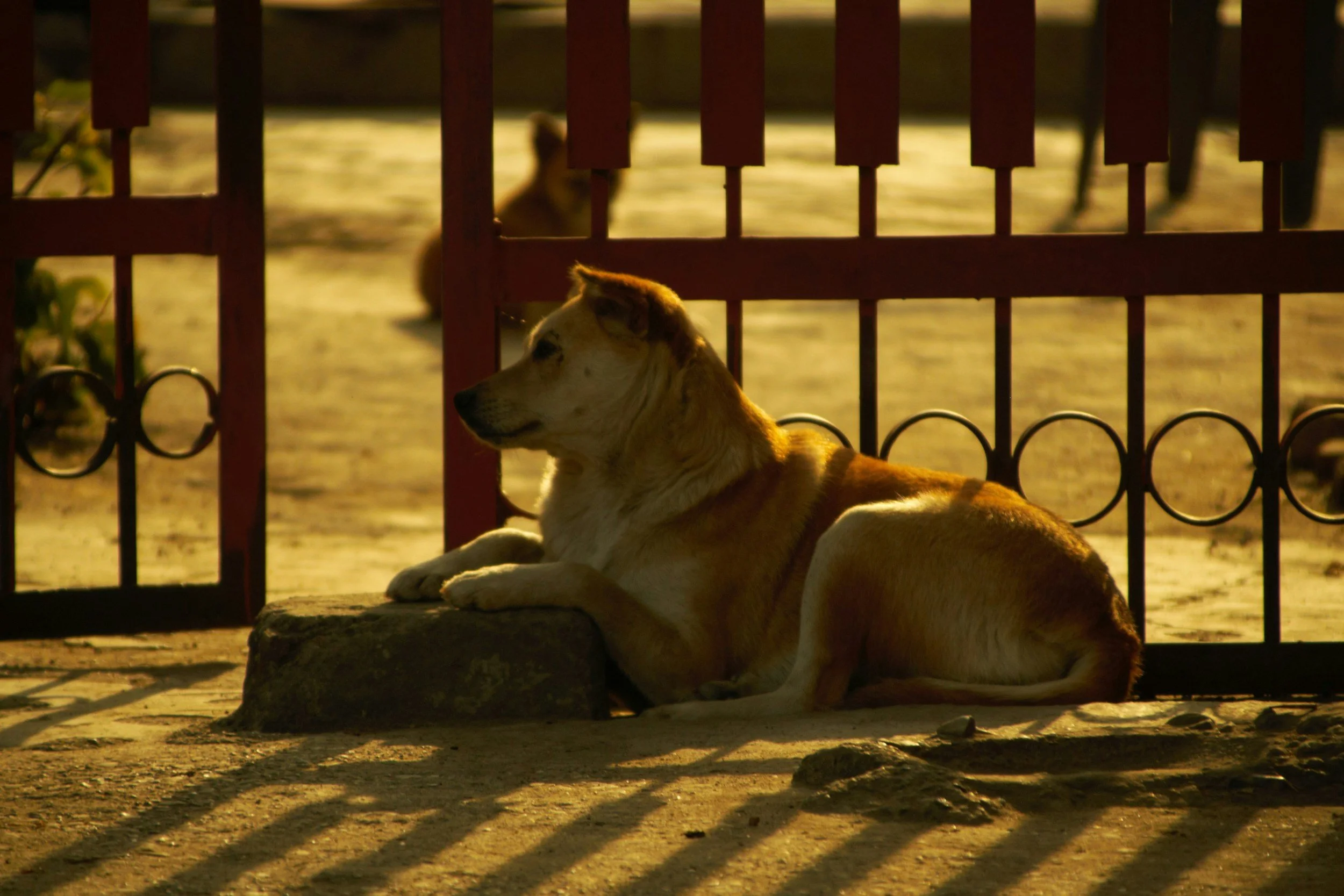 My Doggy Daddy - RR Menon