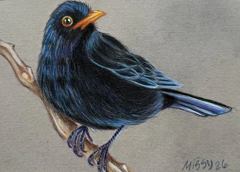 Koltrast: Nationa Bird of Sweden. Gift for Pim 6"x 8" 2026