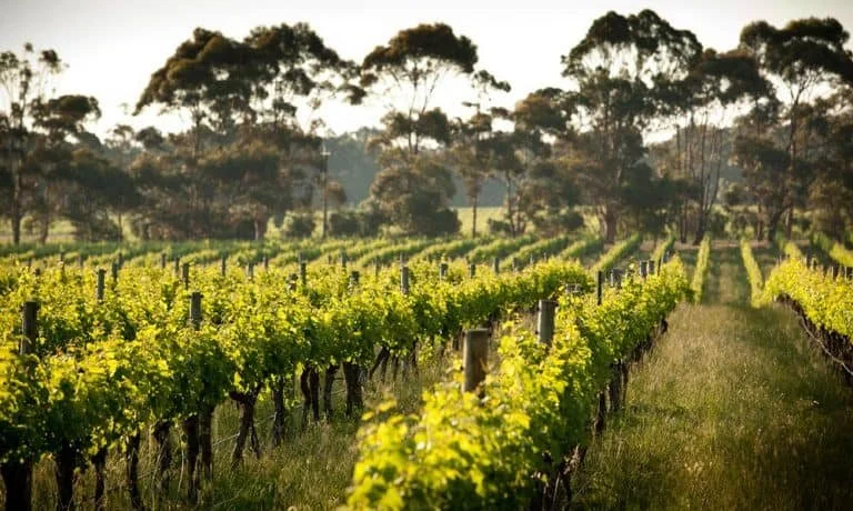 Vineyard with rows of grapevines and a line of trees in the background under a clear sky.