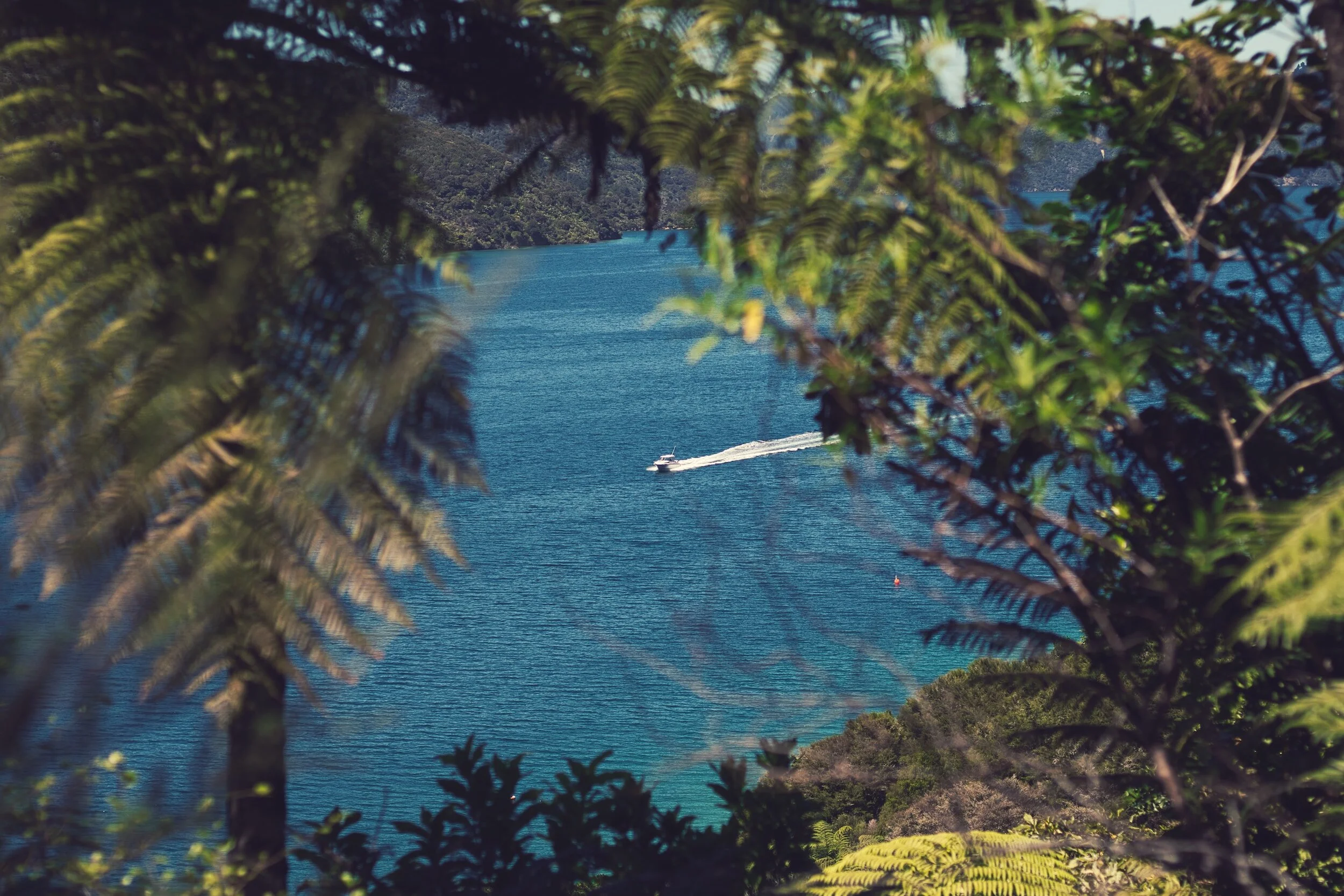 Speedboat on Marlborough Sounds framed by native bush.