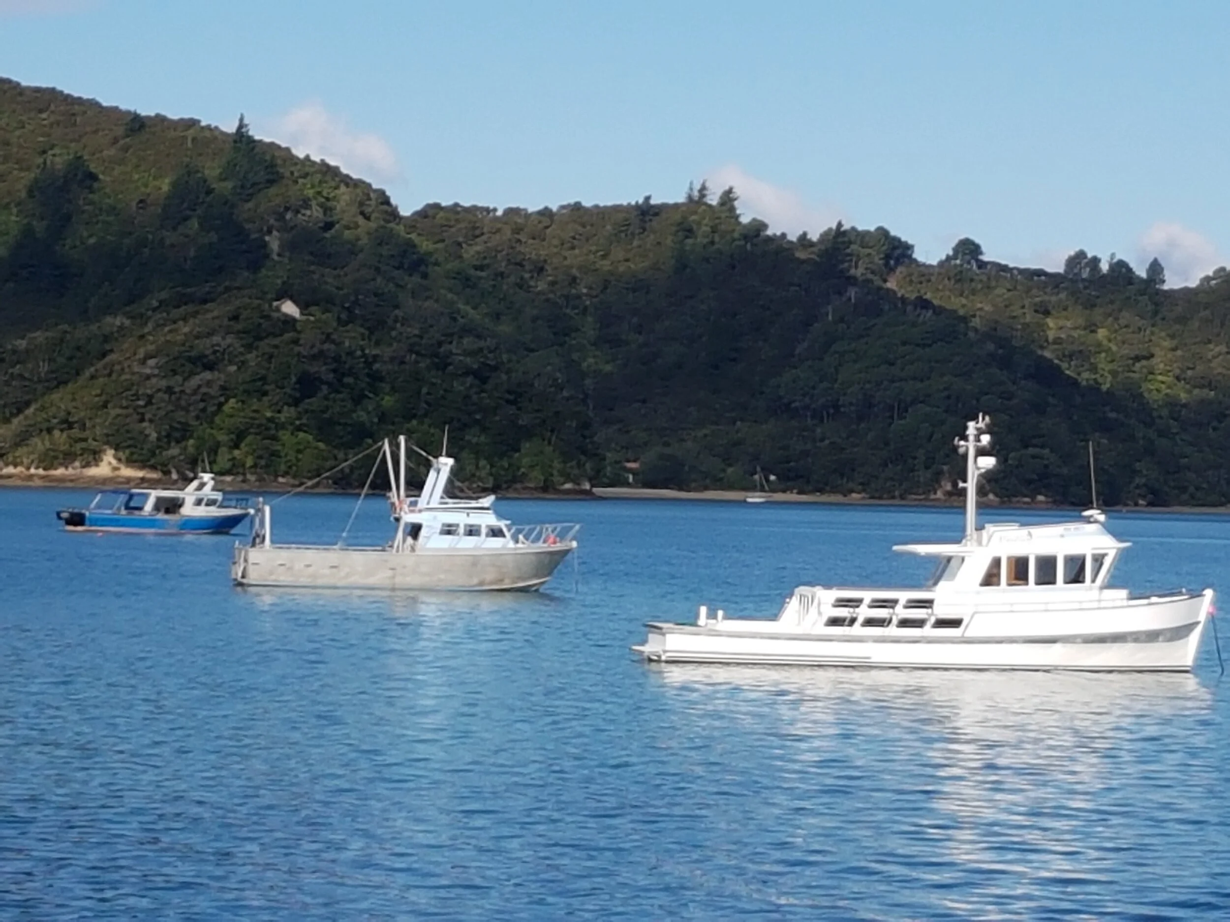 Tour boats anchored in calm blue water near forested hills during a Pelorus Sound scenic cruise in Marlborough Sounds, New Zealand.