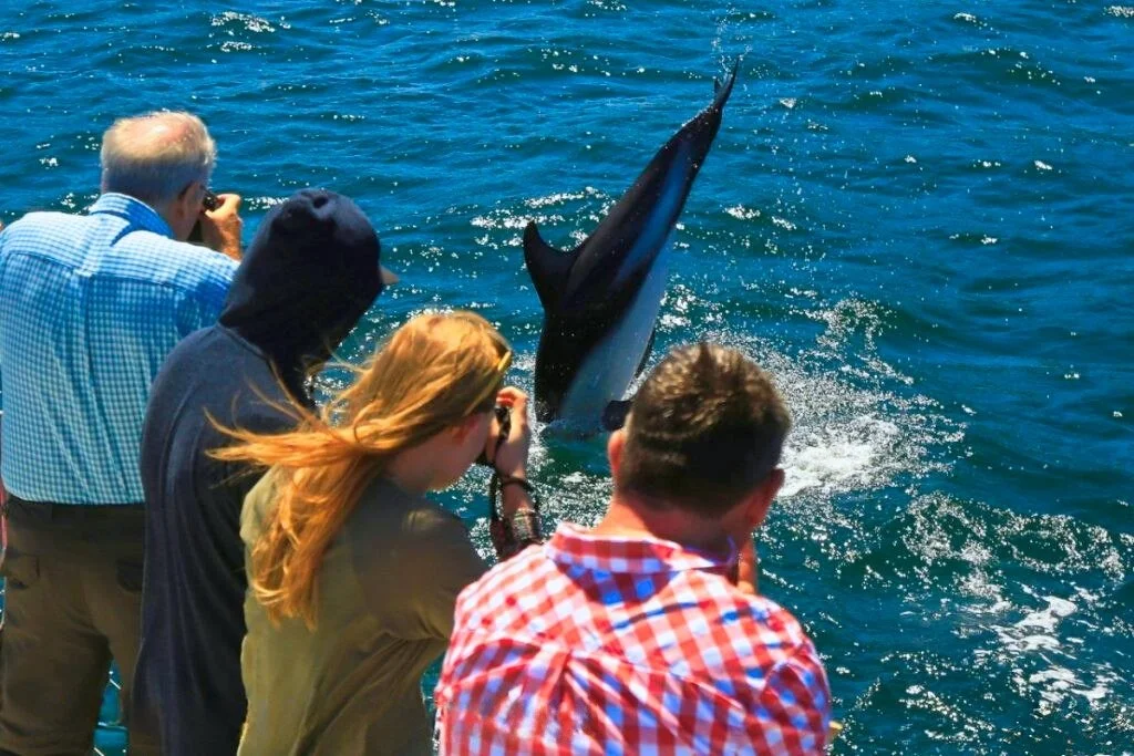 Tourist on an E-Ko tour taking photos of a dolphin from a boat