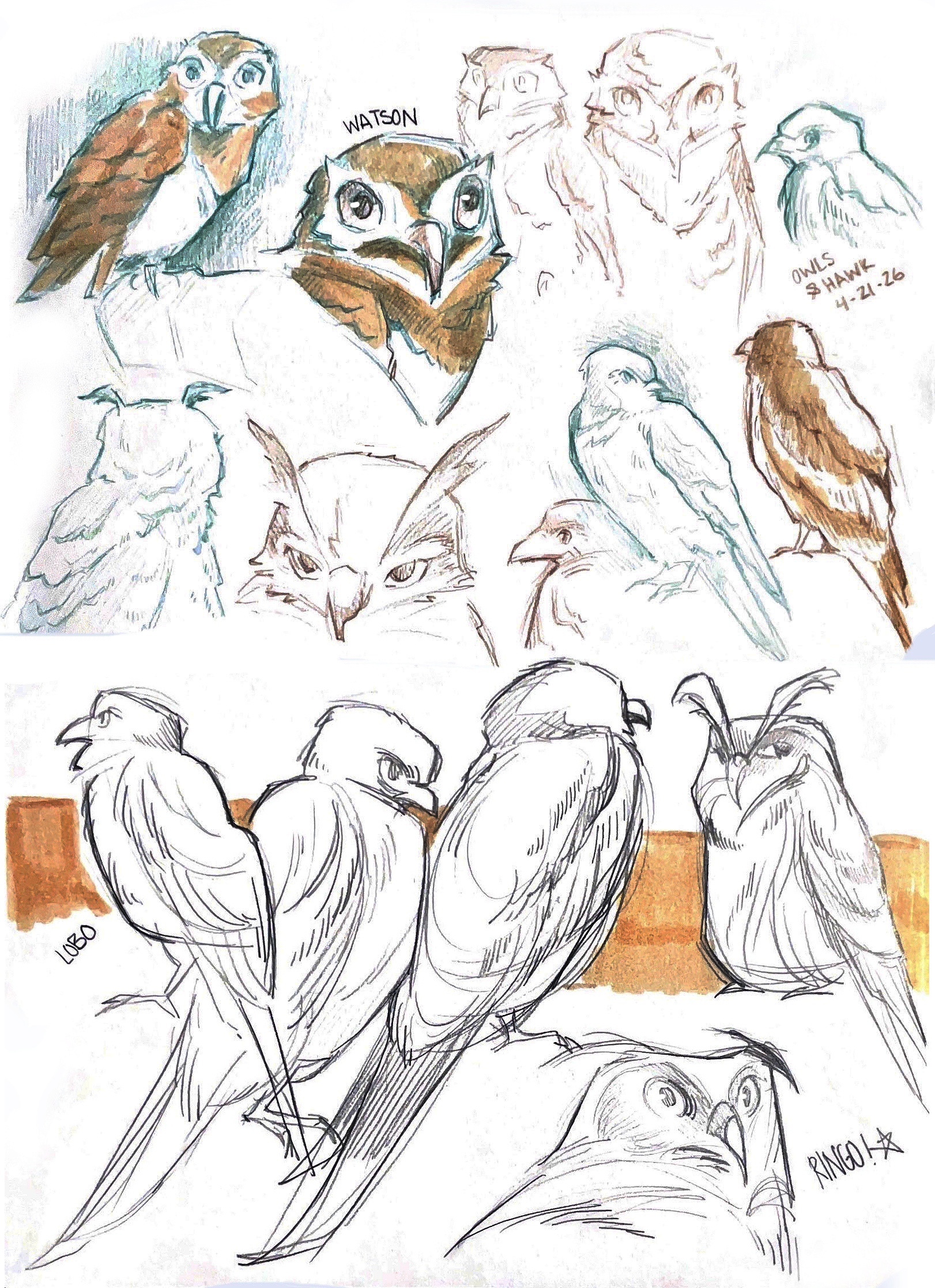 bird 1.png