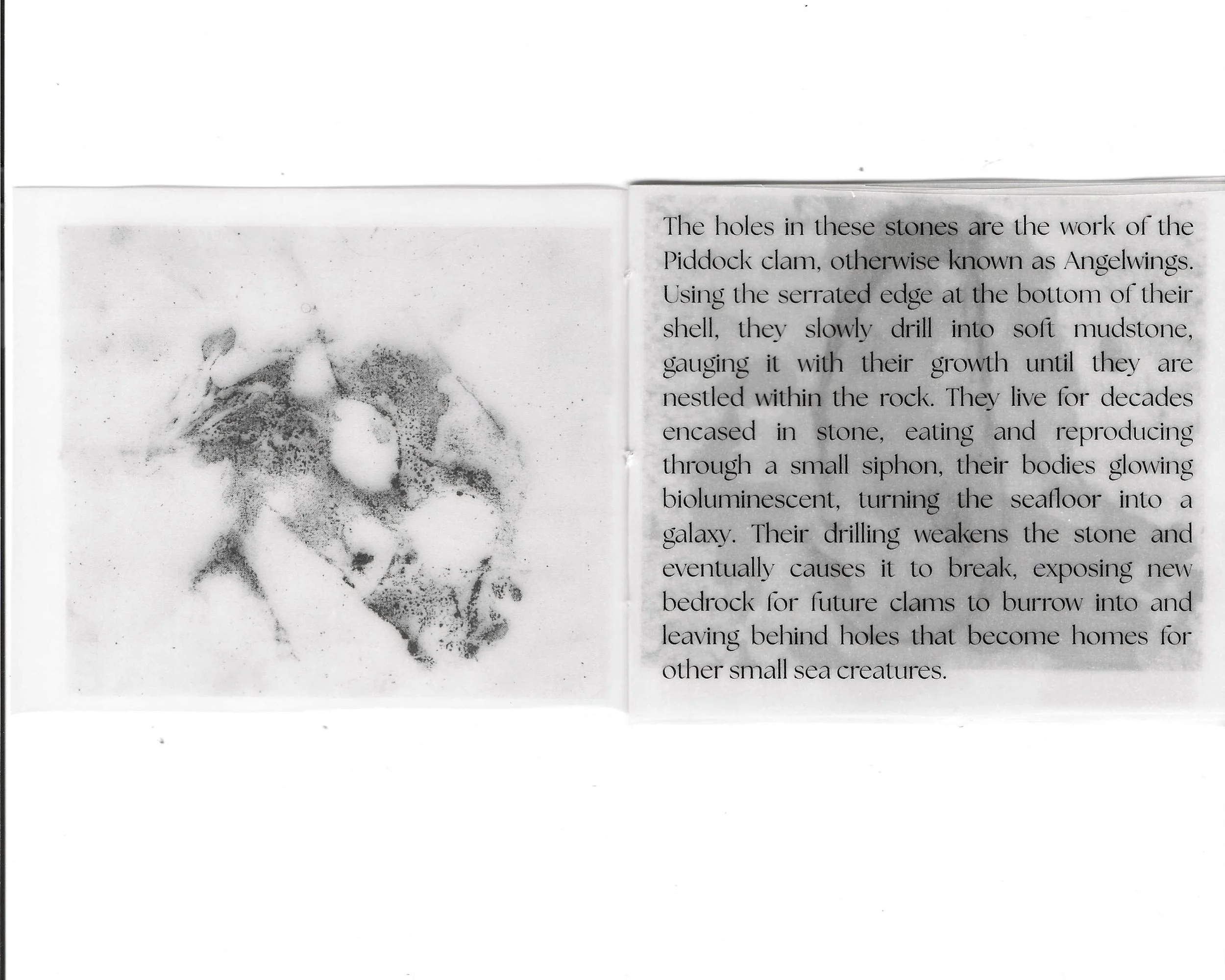 Angelwings zine scans_1.jpg