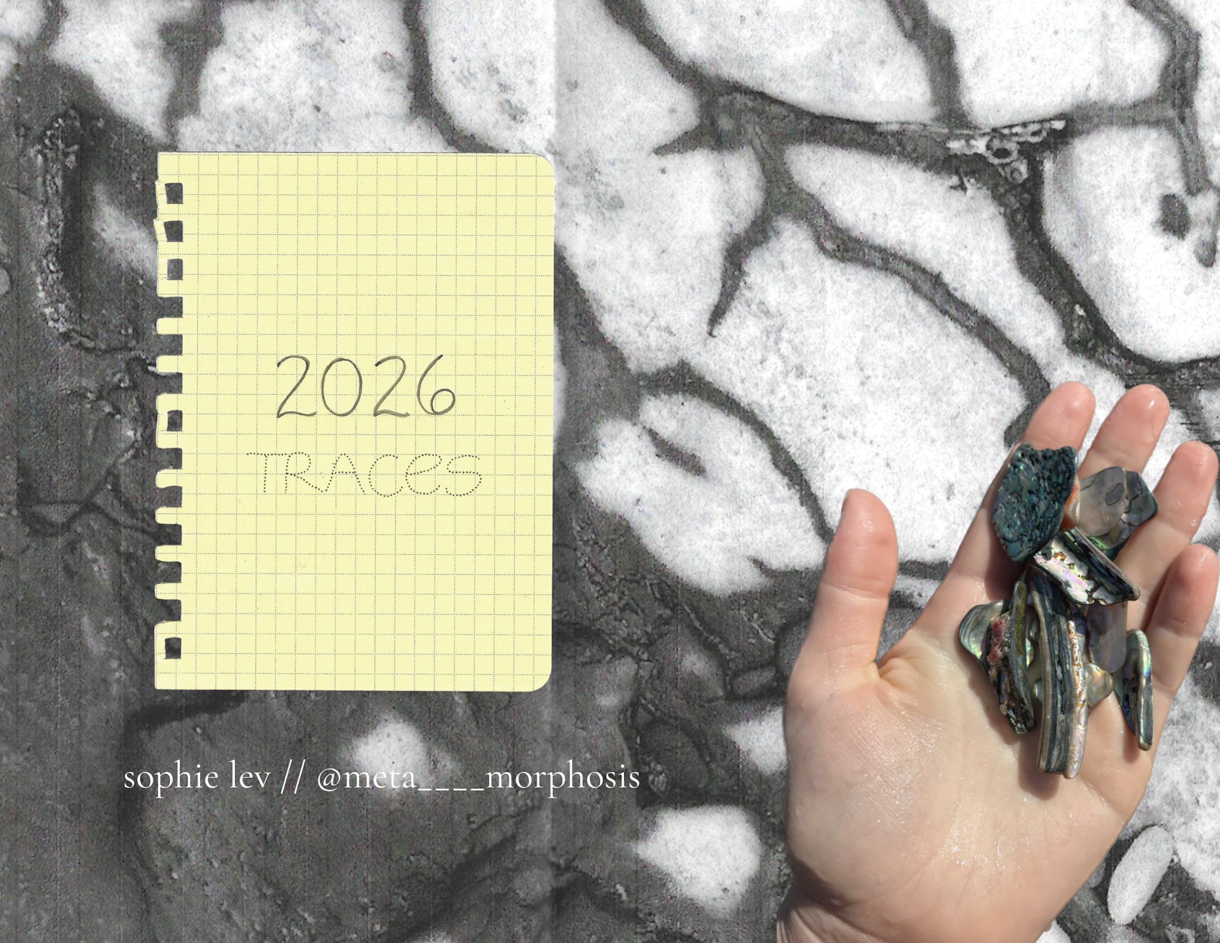 Sophie Lev 2026 (Wall Calendars)-2.png