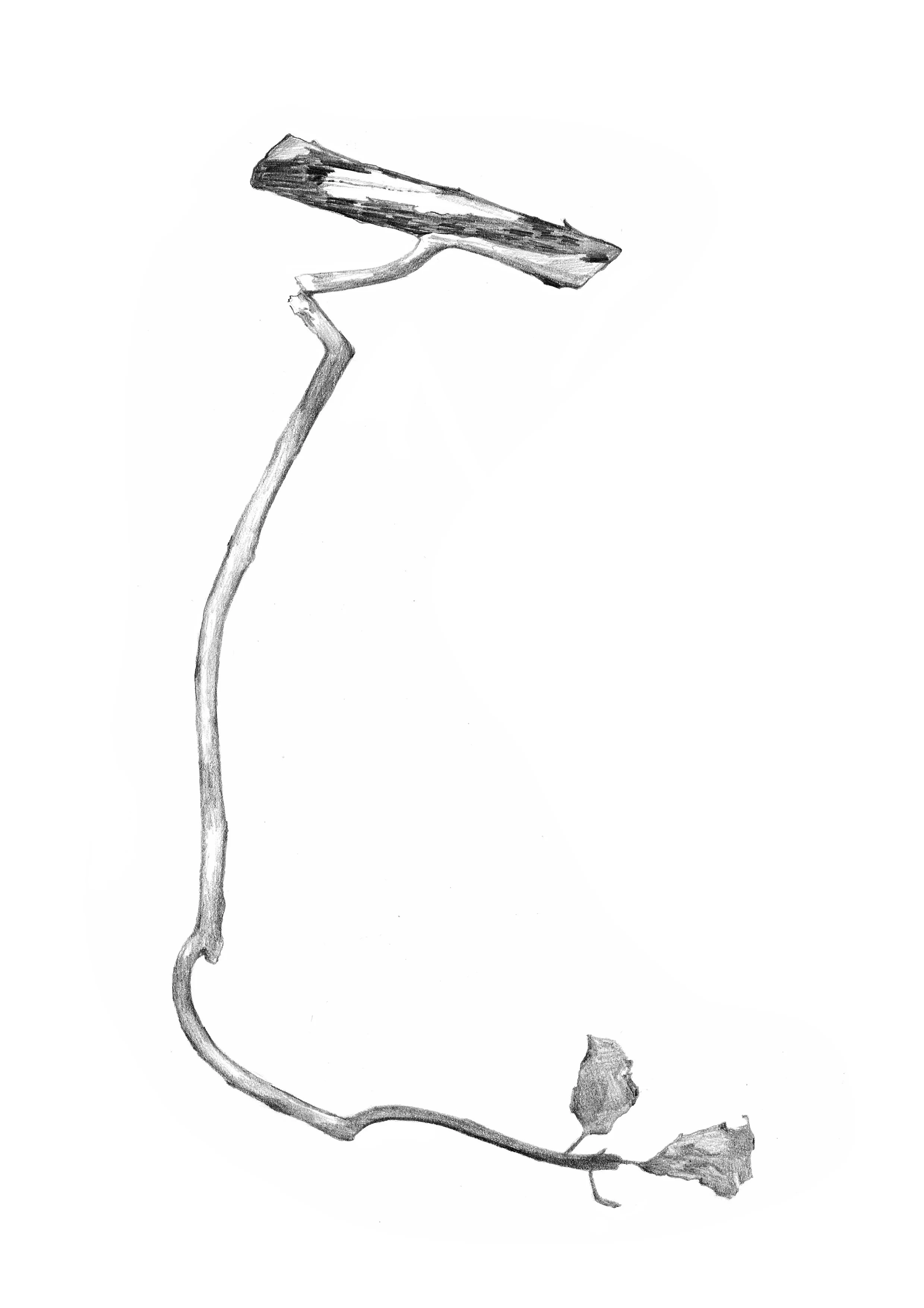 Untitled_Artwork 18.jpg