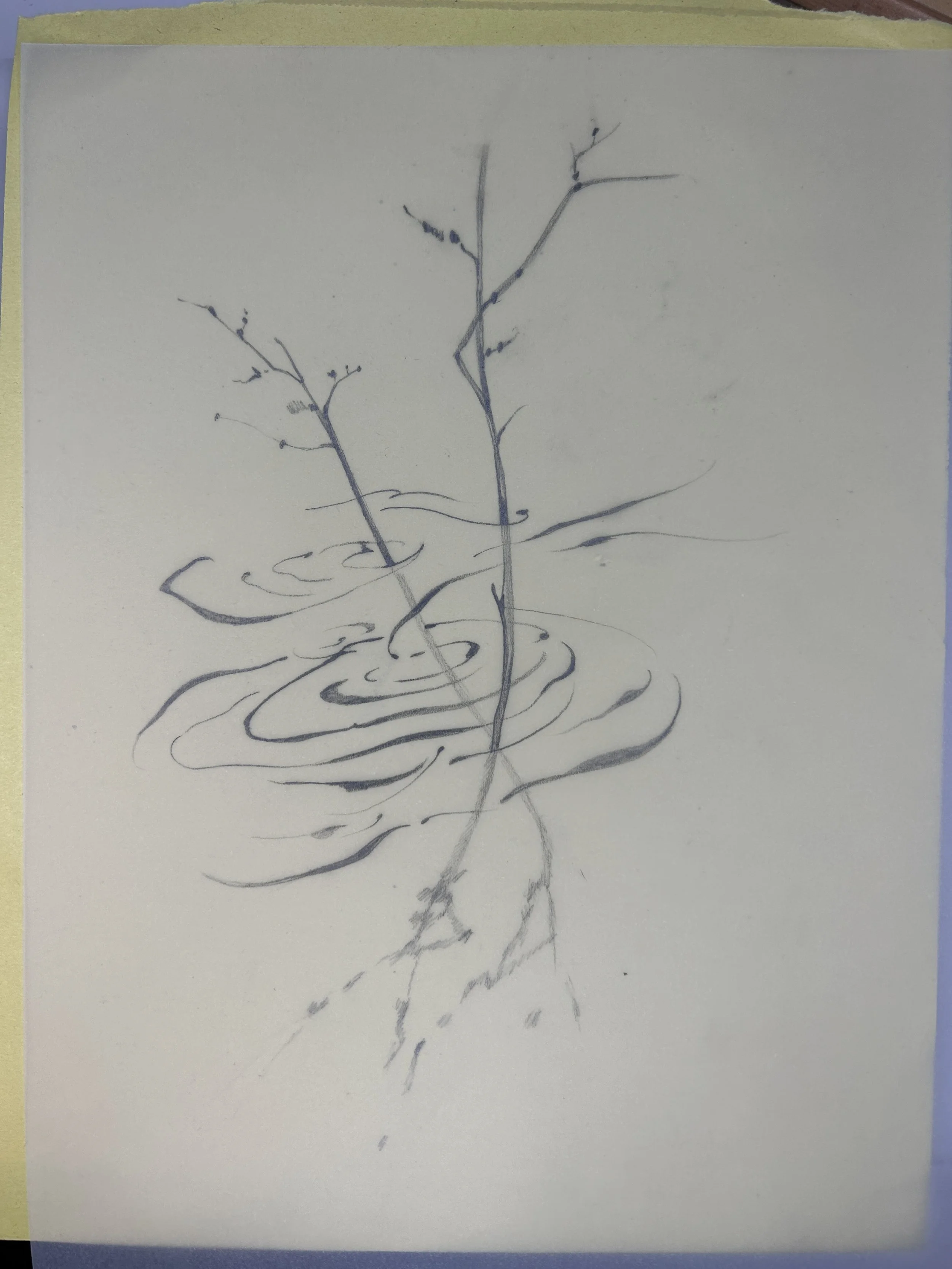 IMG_7323.jpeg