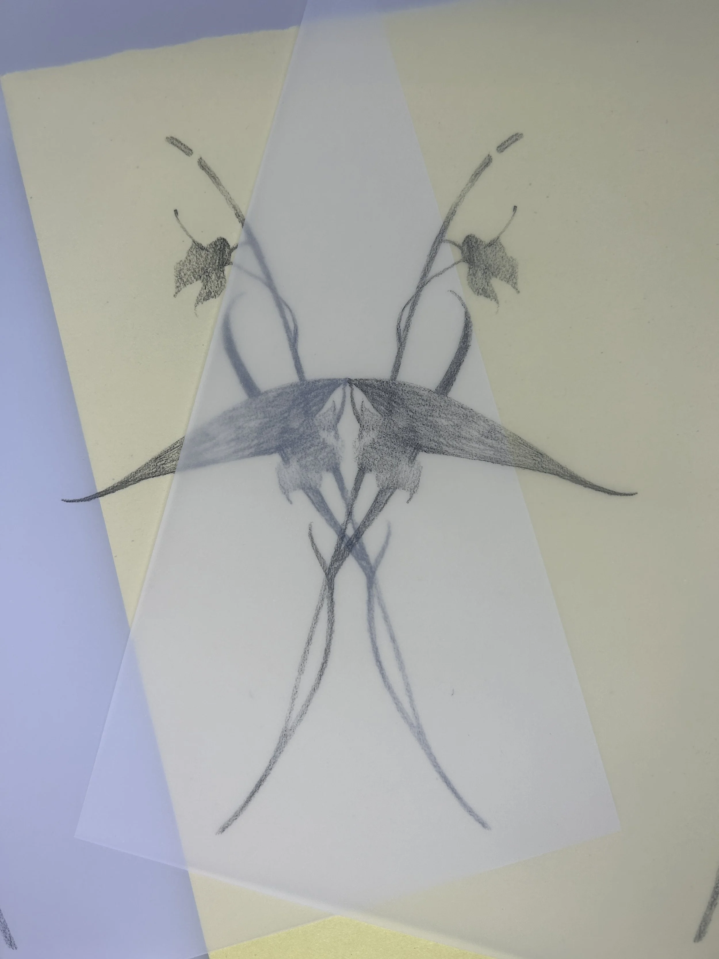 IMG_7327.jpeg