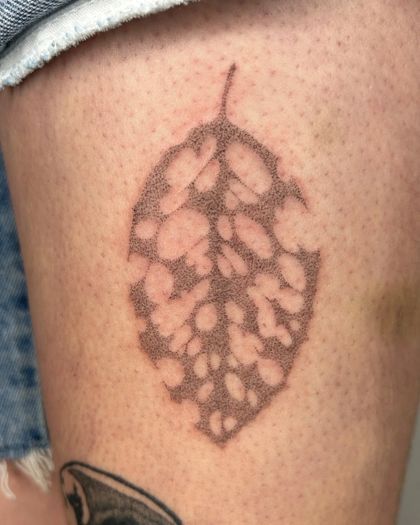 decaying leaf