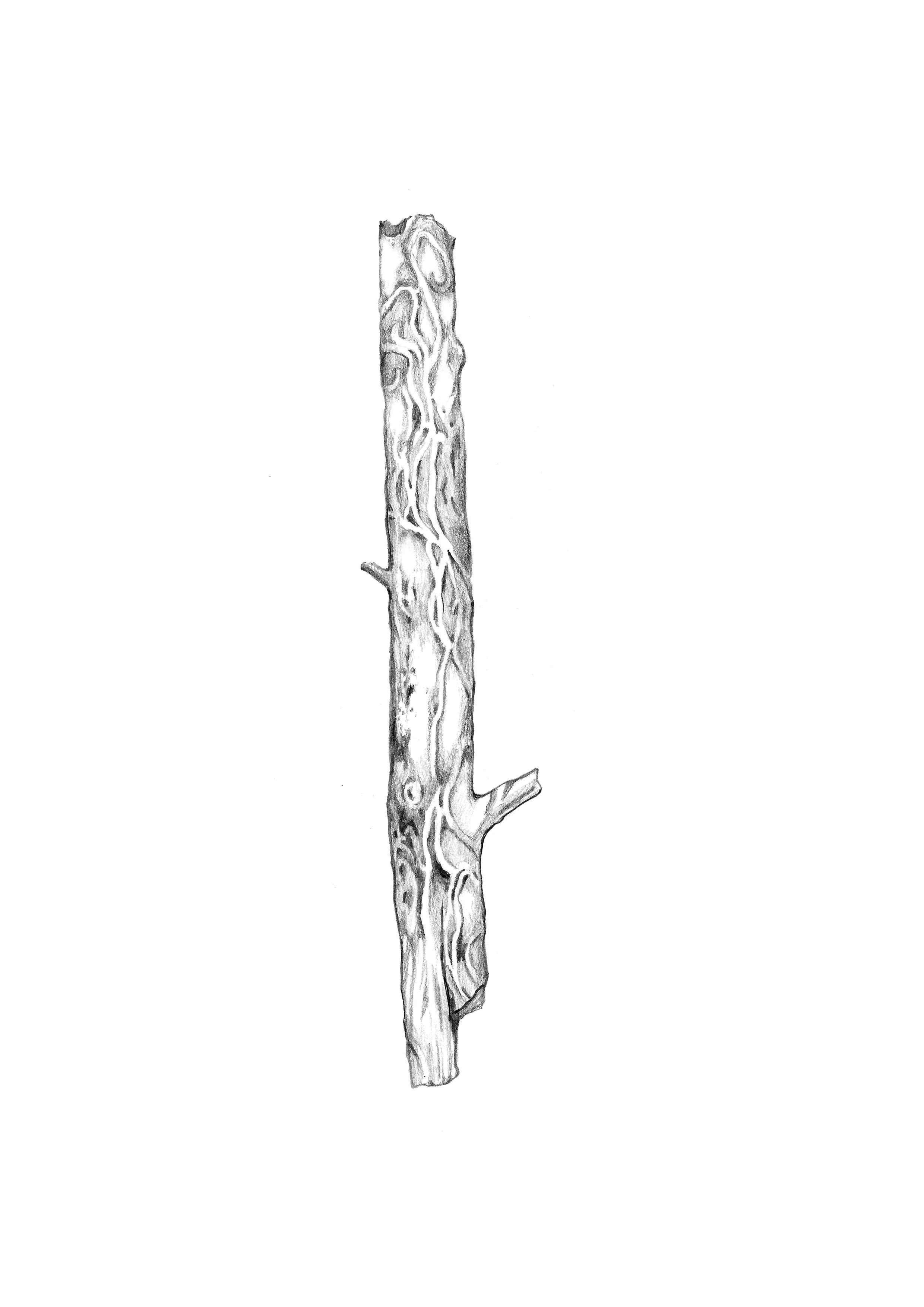 Untitled_Artwork 17.jpg