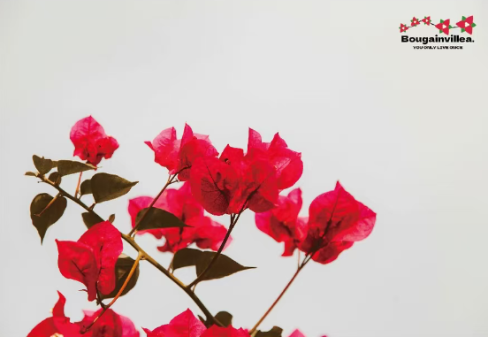 Bougainvillea