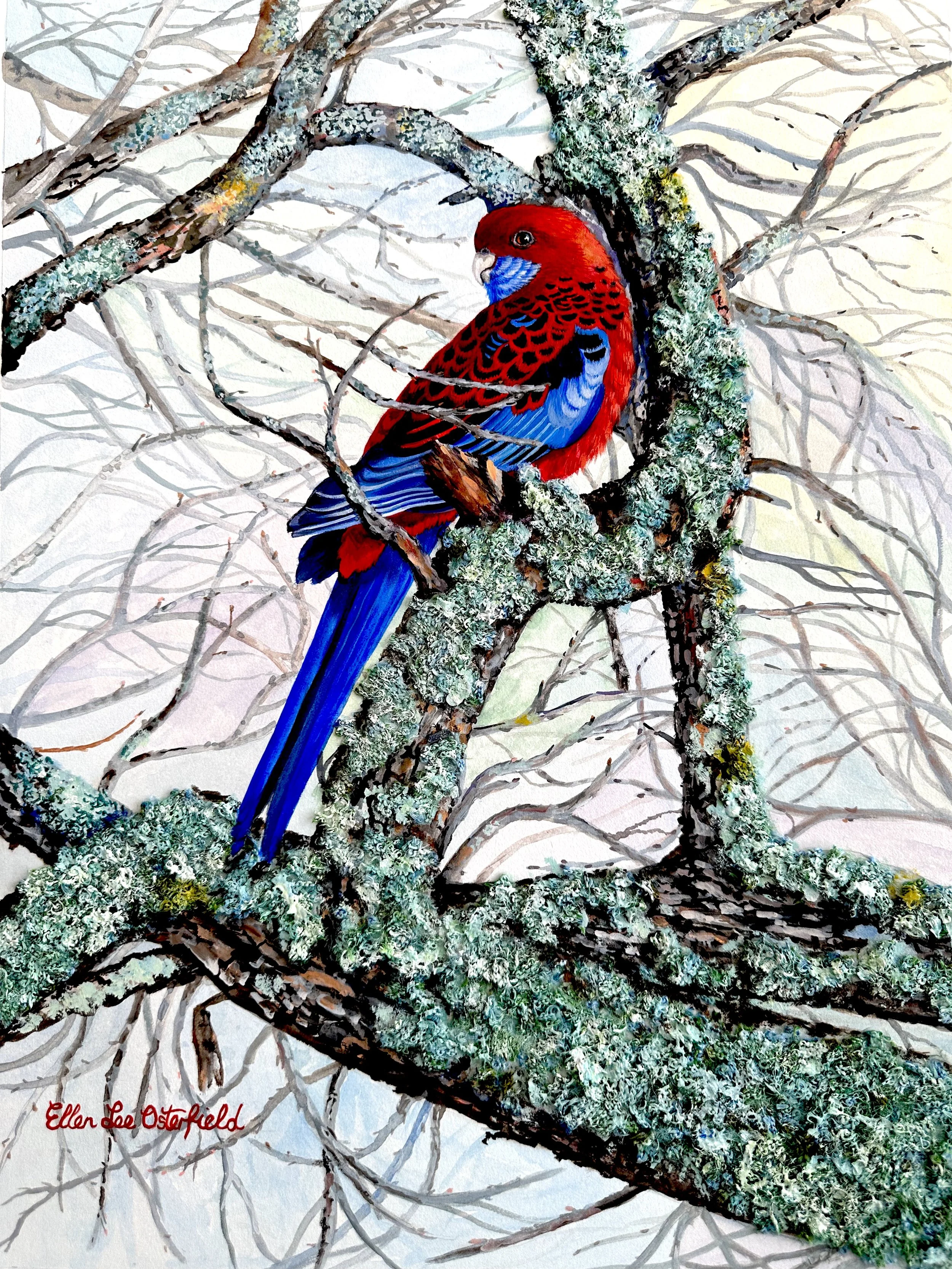 Crimson Rosella