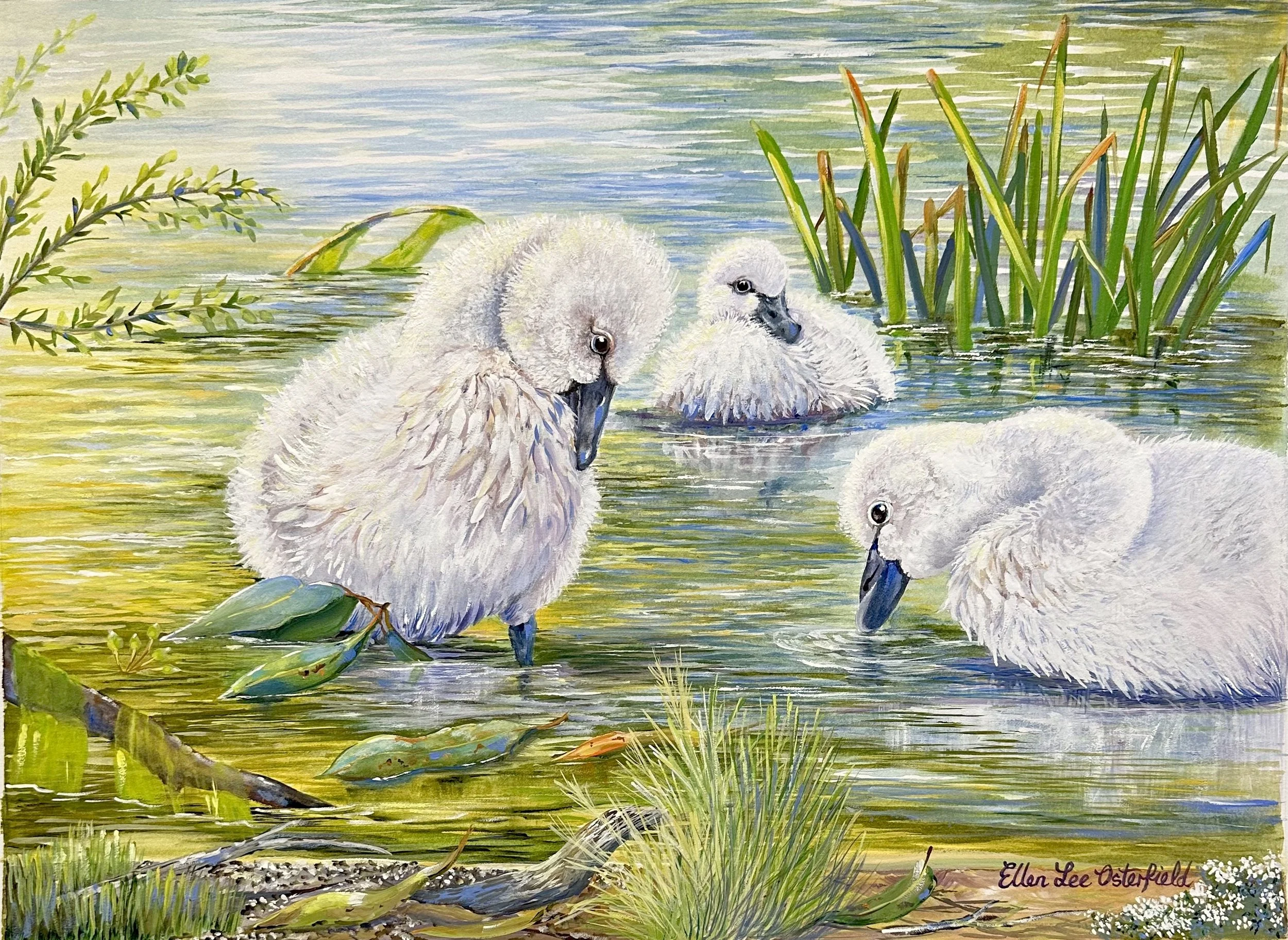 Signet Siblings
