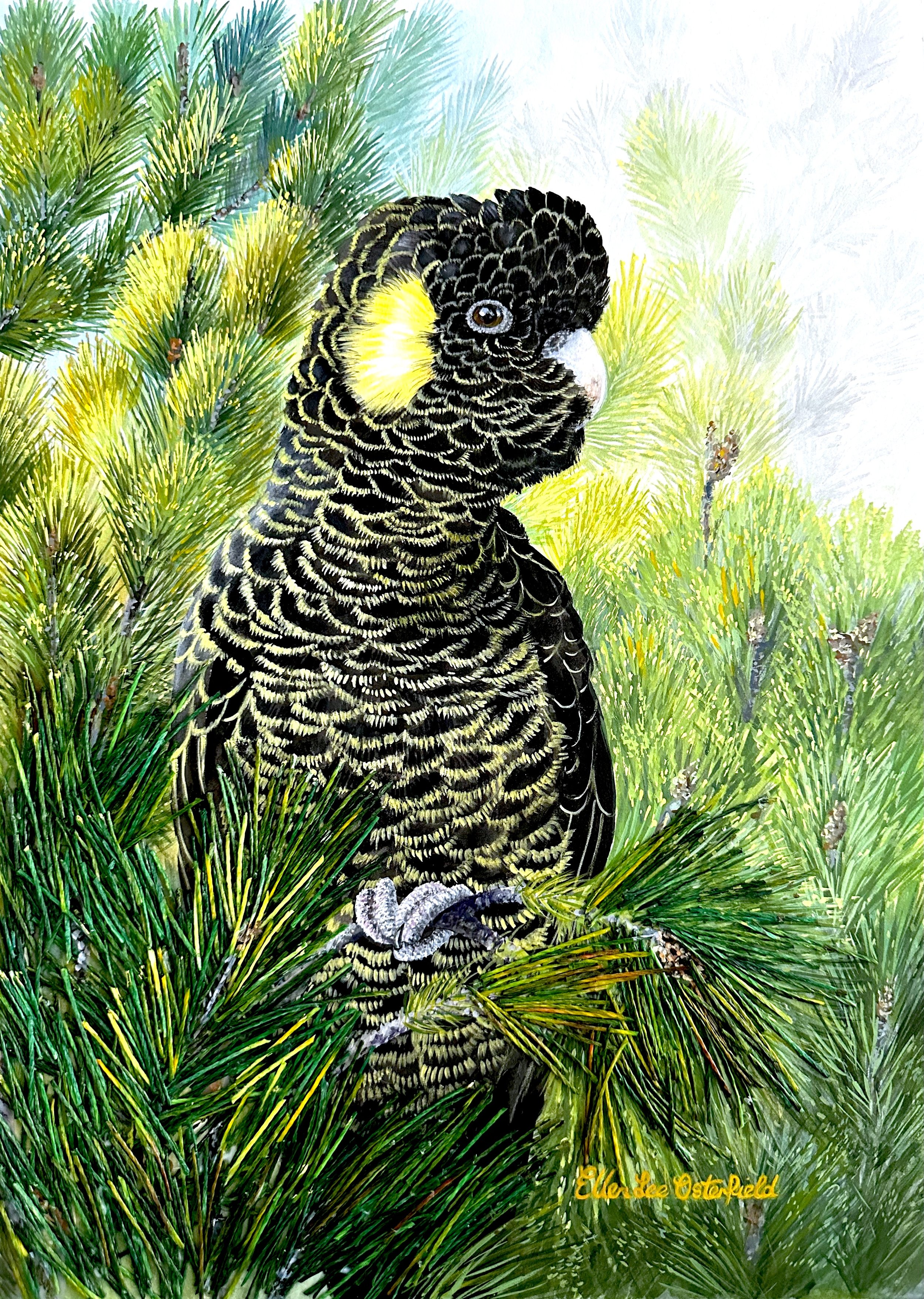 Sheltered in the PInes
