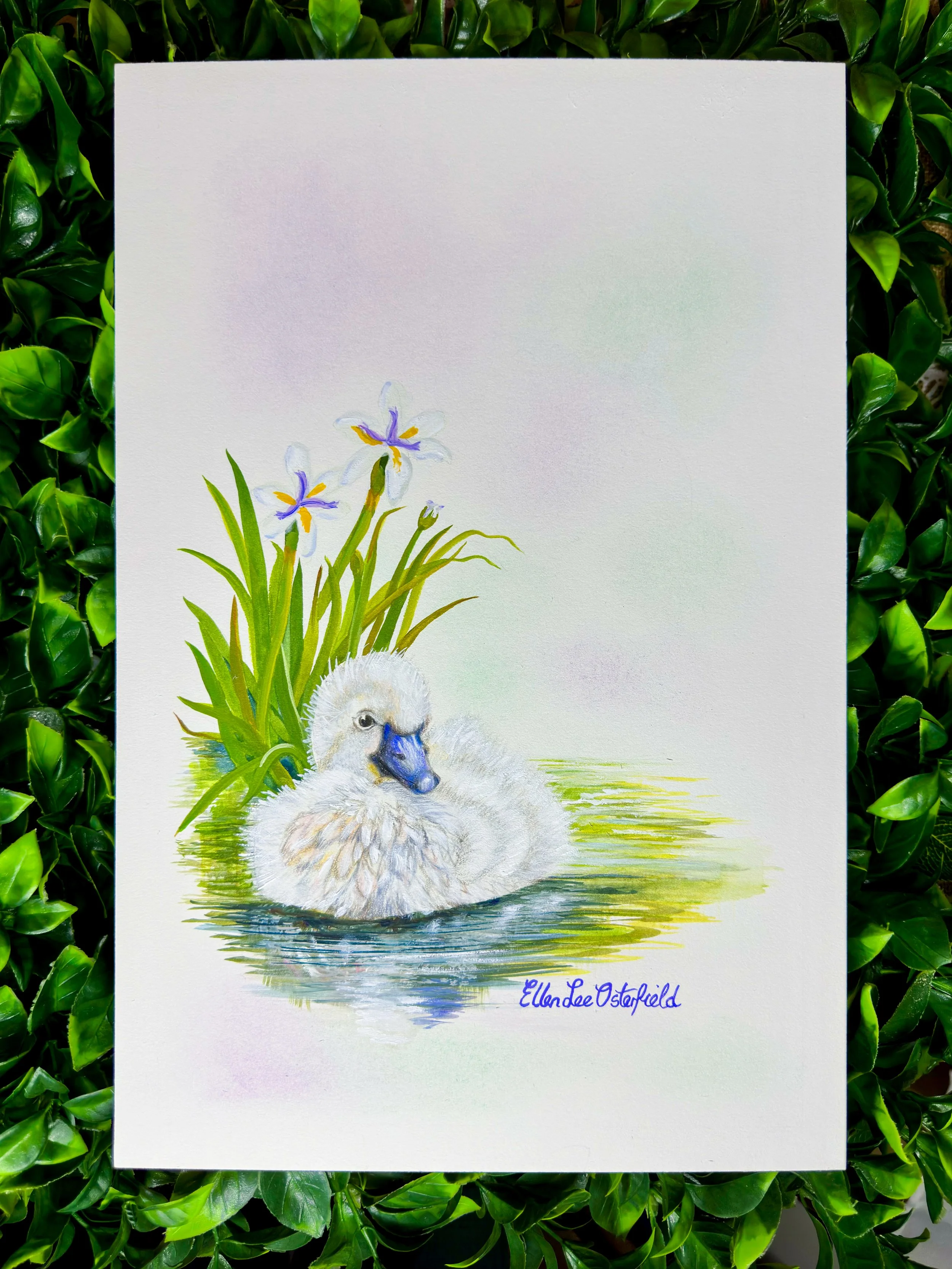 Little Signet (1 of 1)