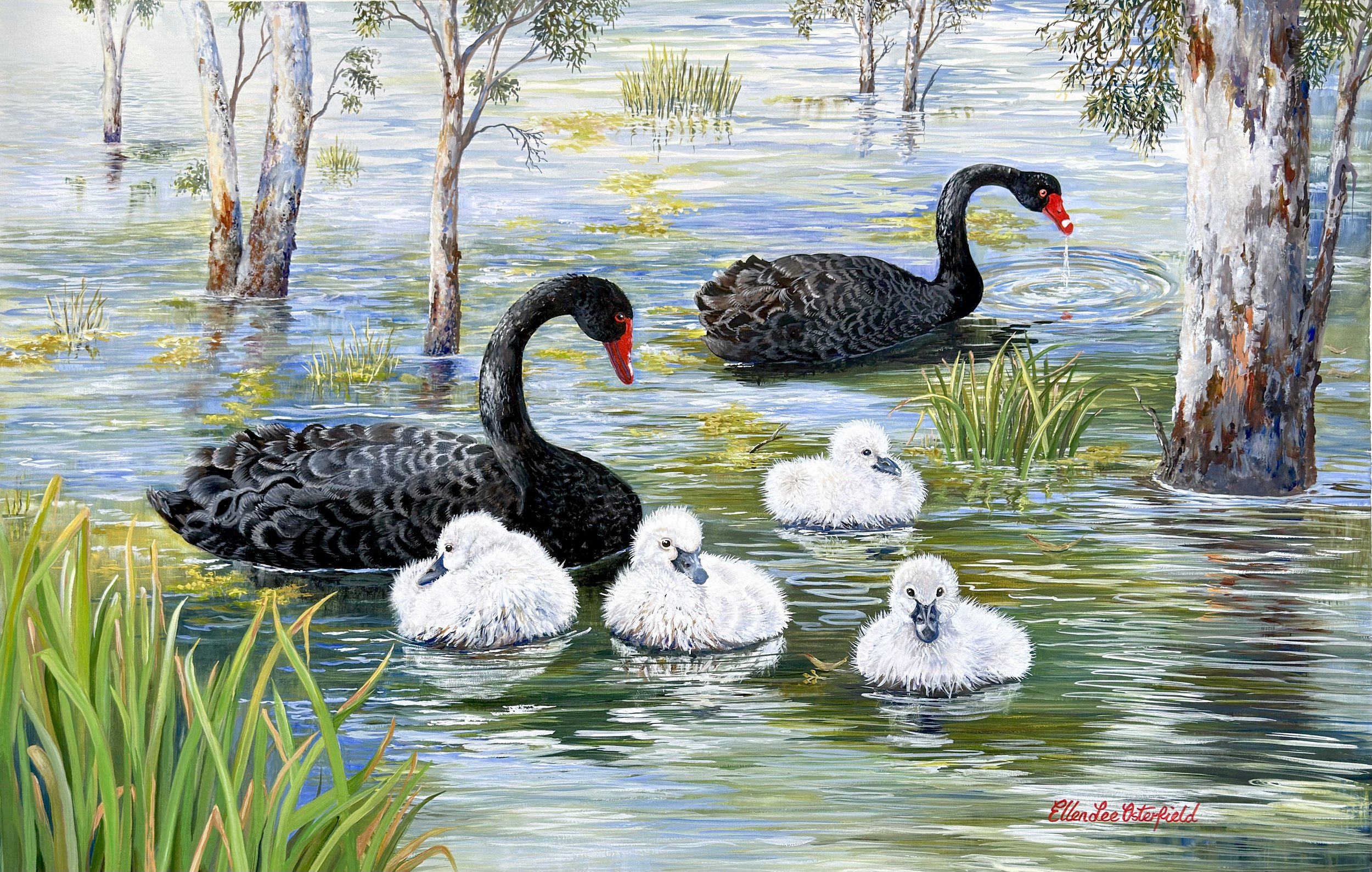 Swan Family