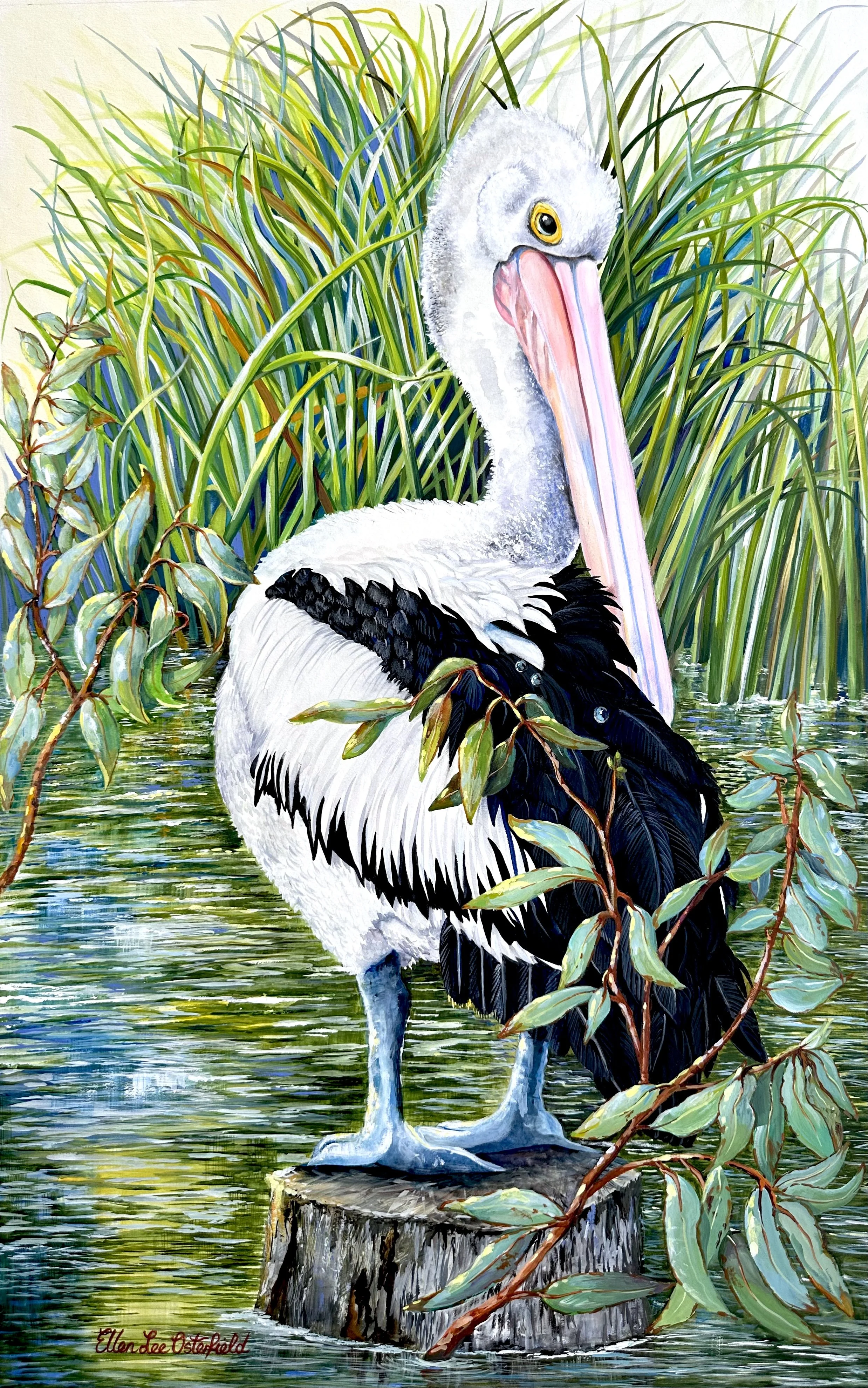 Pelican Portrait