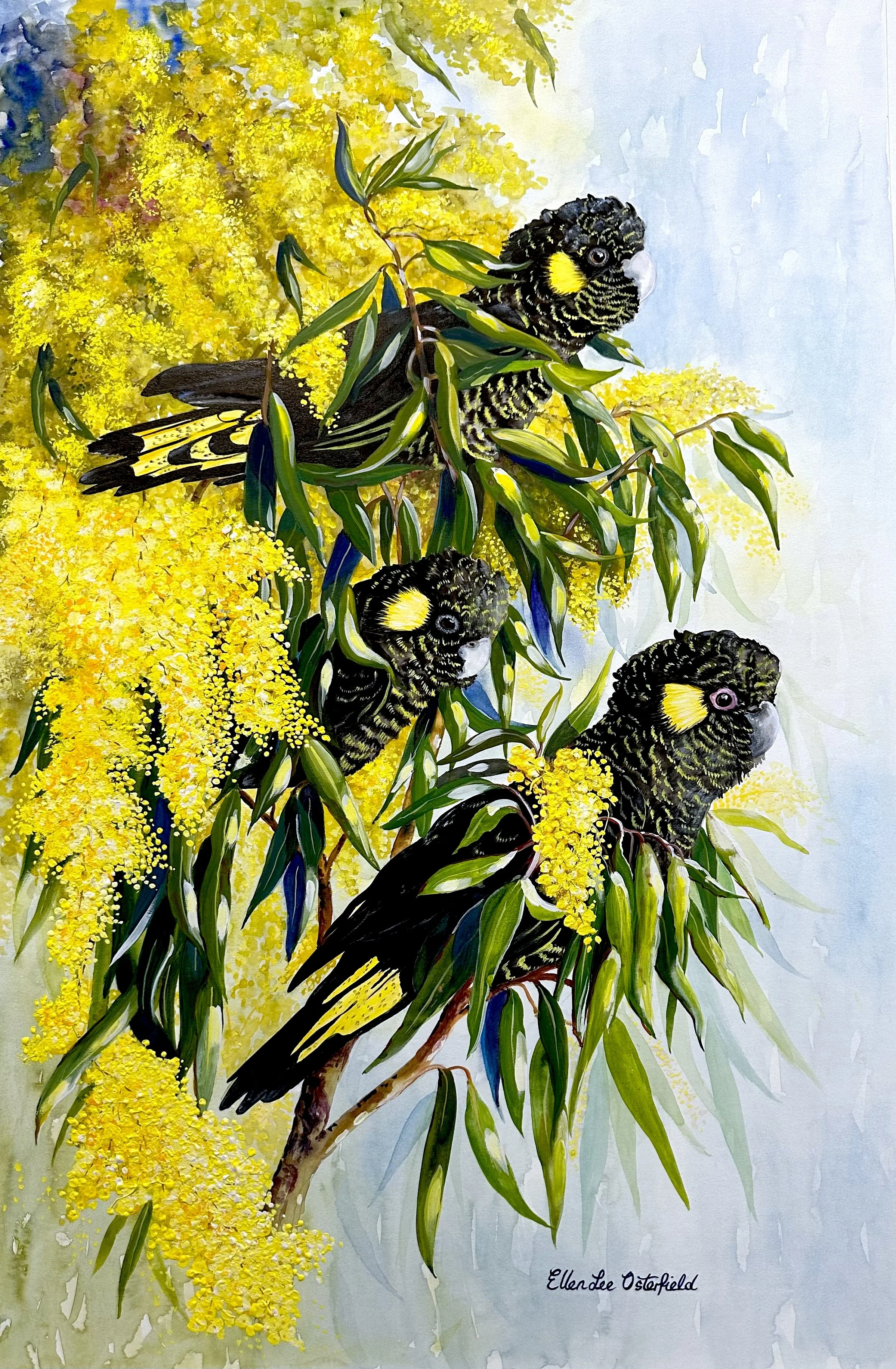 Yellow Tailed Black Cockatoos in Wattle SOLD