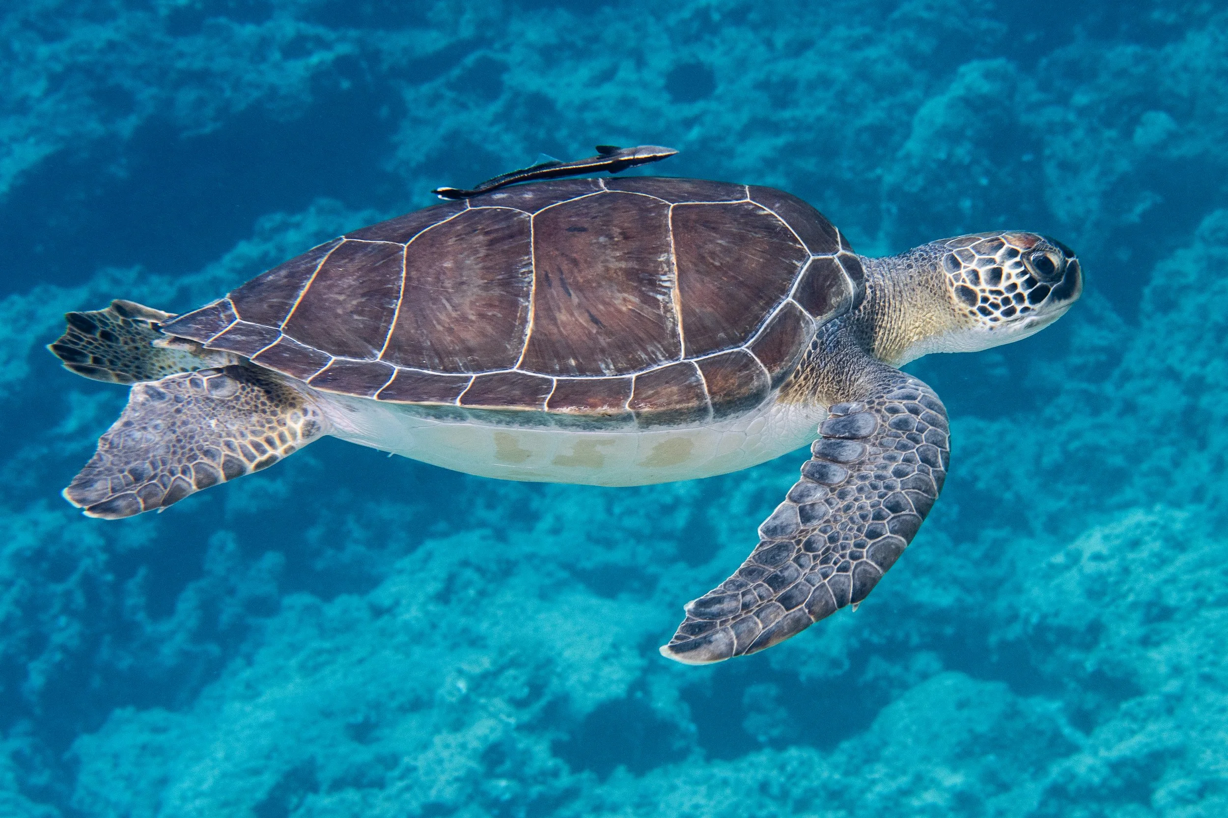 Catherine Holmes-13.jpg