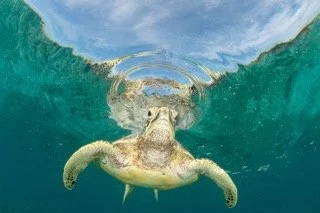 Raja Ampat Wide angle-26 Small.jpeg