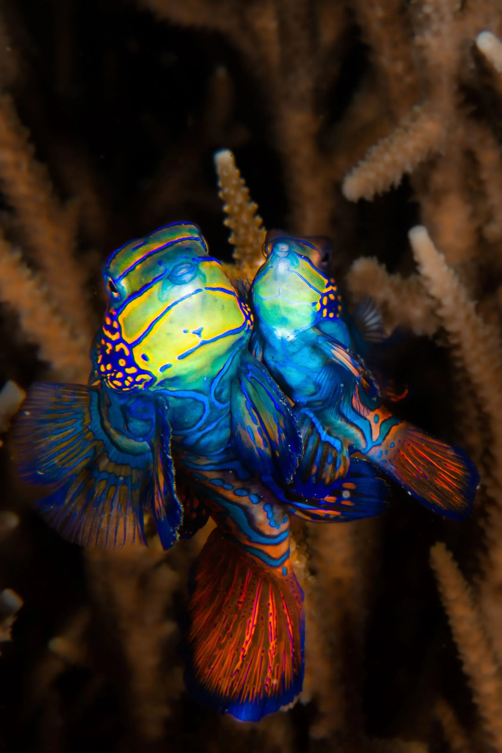 Lembeh macro-8.jpg